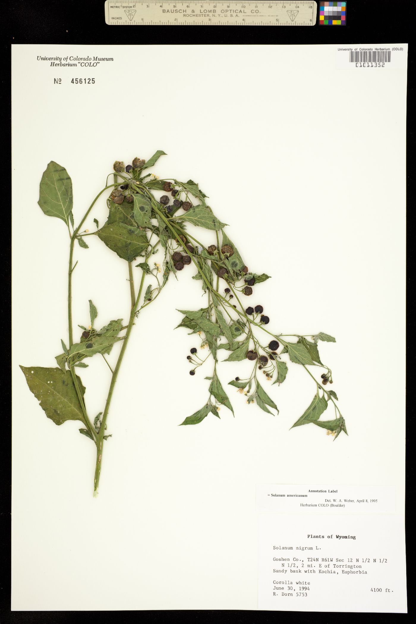 Solanum americanum image