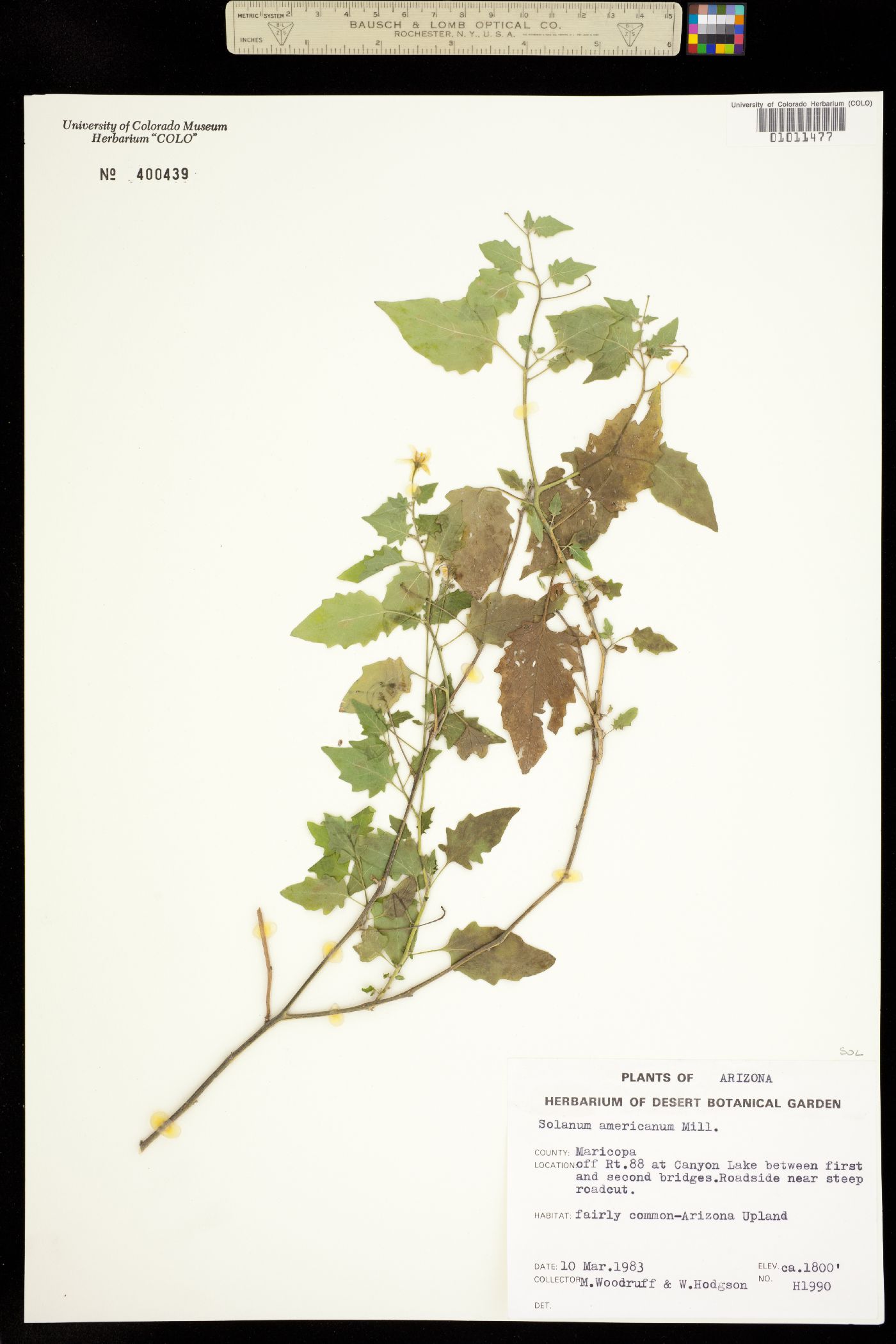 Solanum americanum image