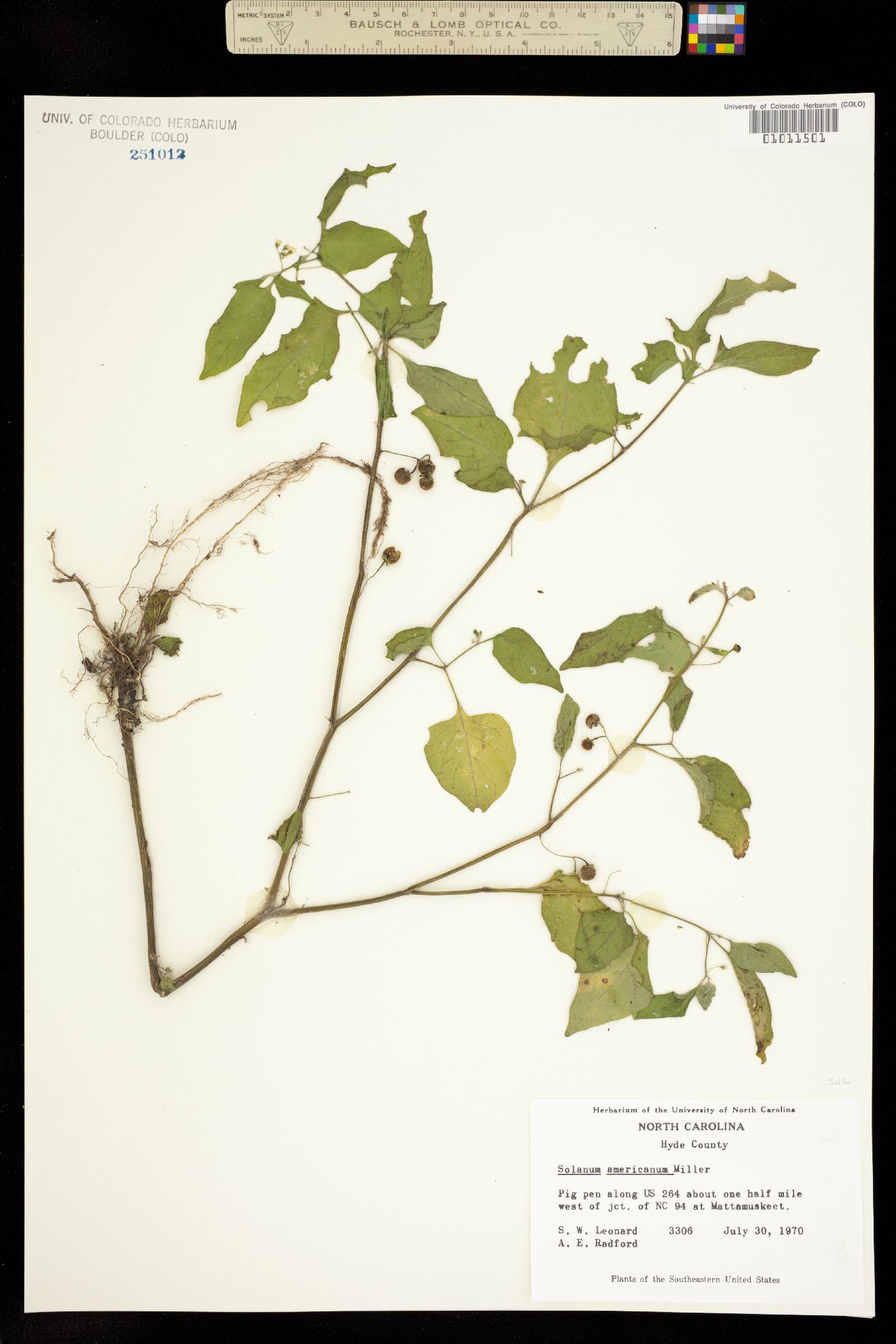 Solanum americanum image