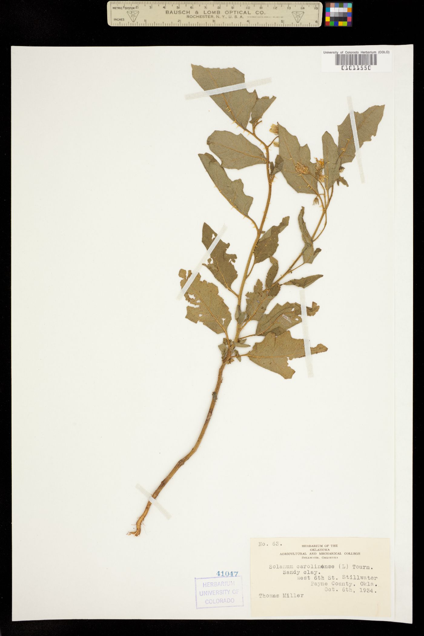 Solanum carolinense image