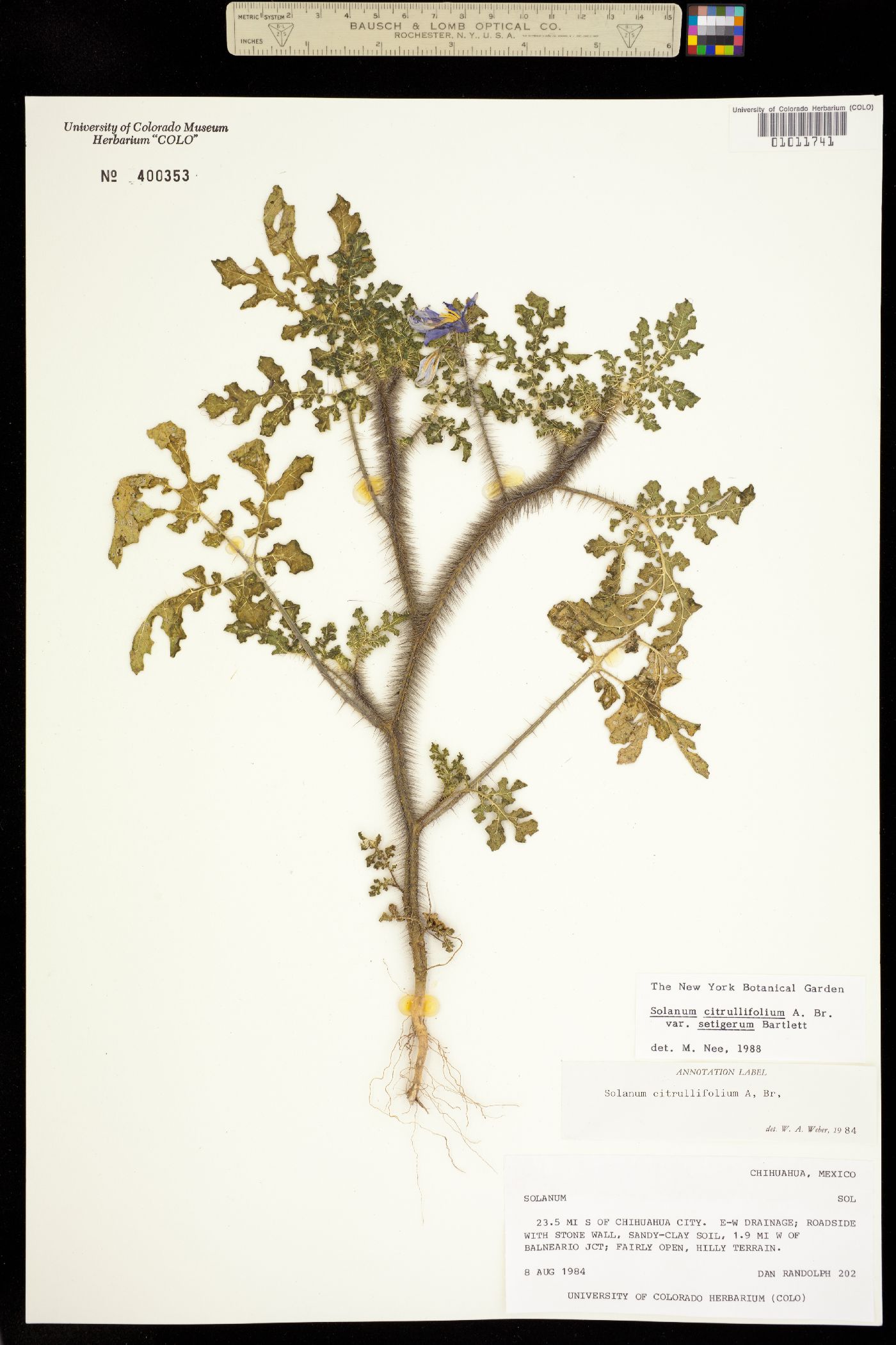 Solanum citrullifolium image