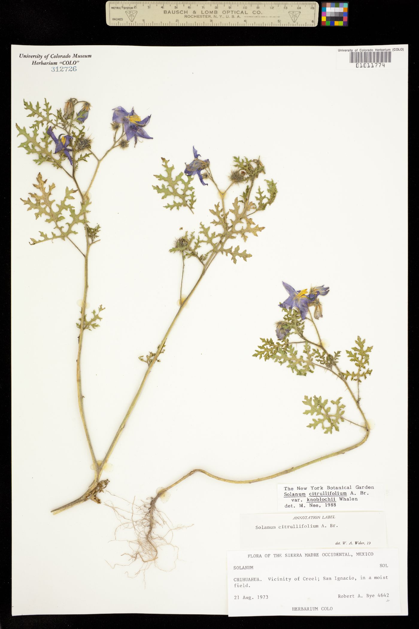 Solanum citrullifolium image