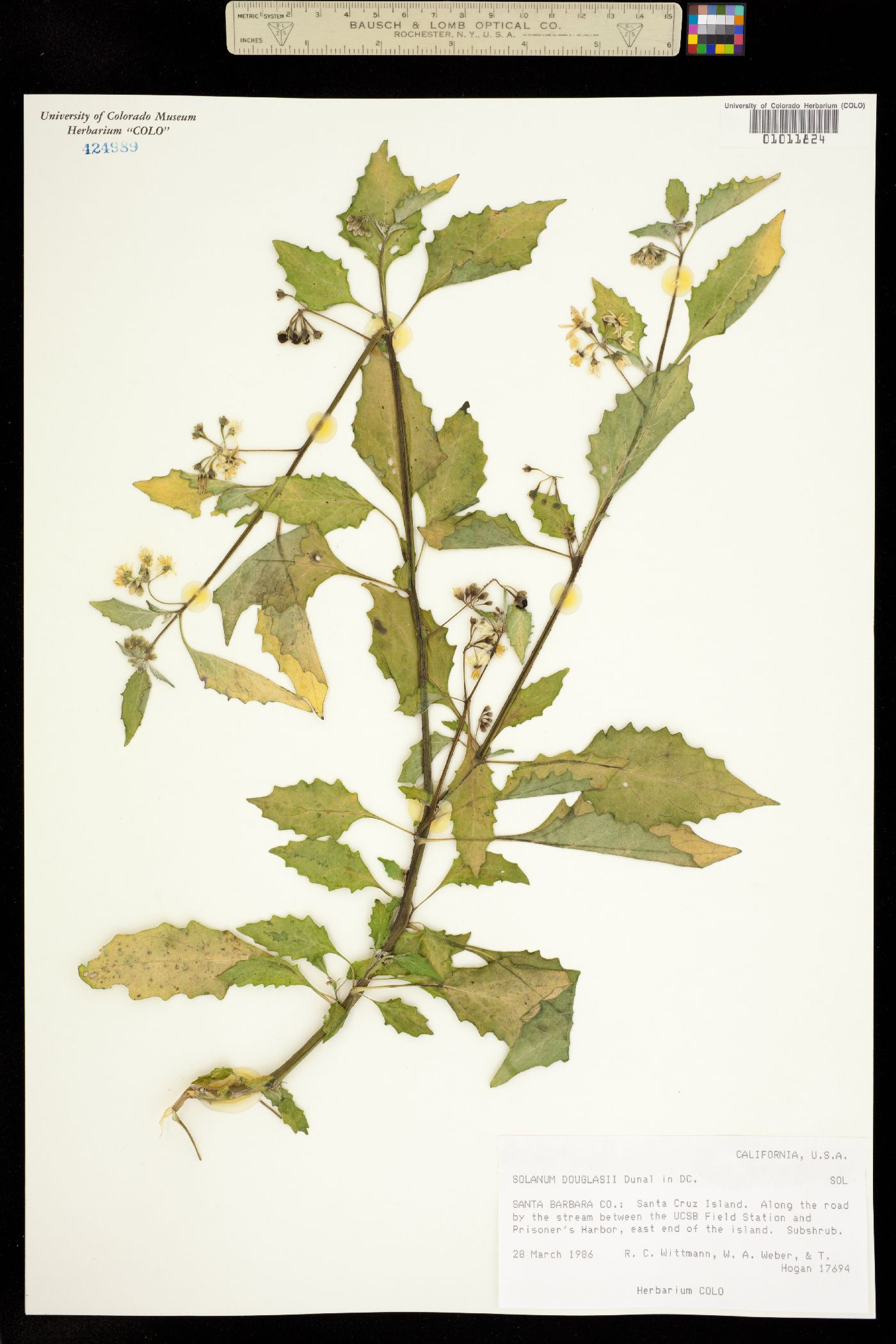 Solanum douglasii image