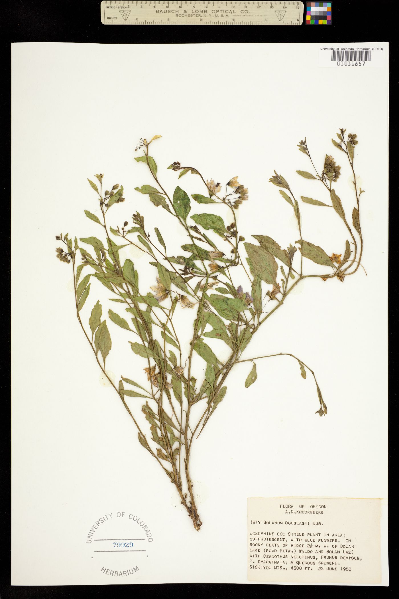 Solanum douglasii image