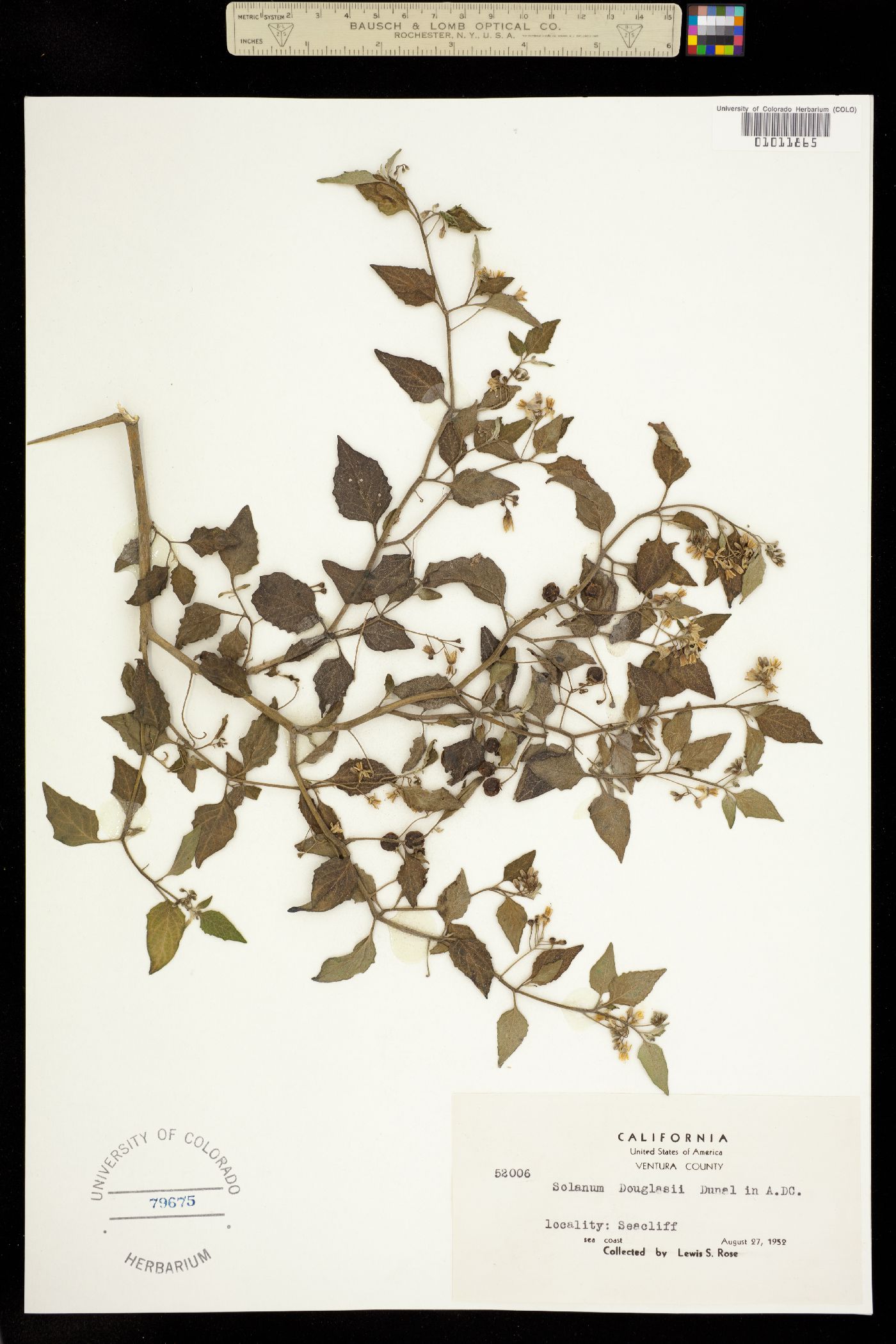 Solanum douglasii image