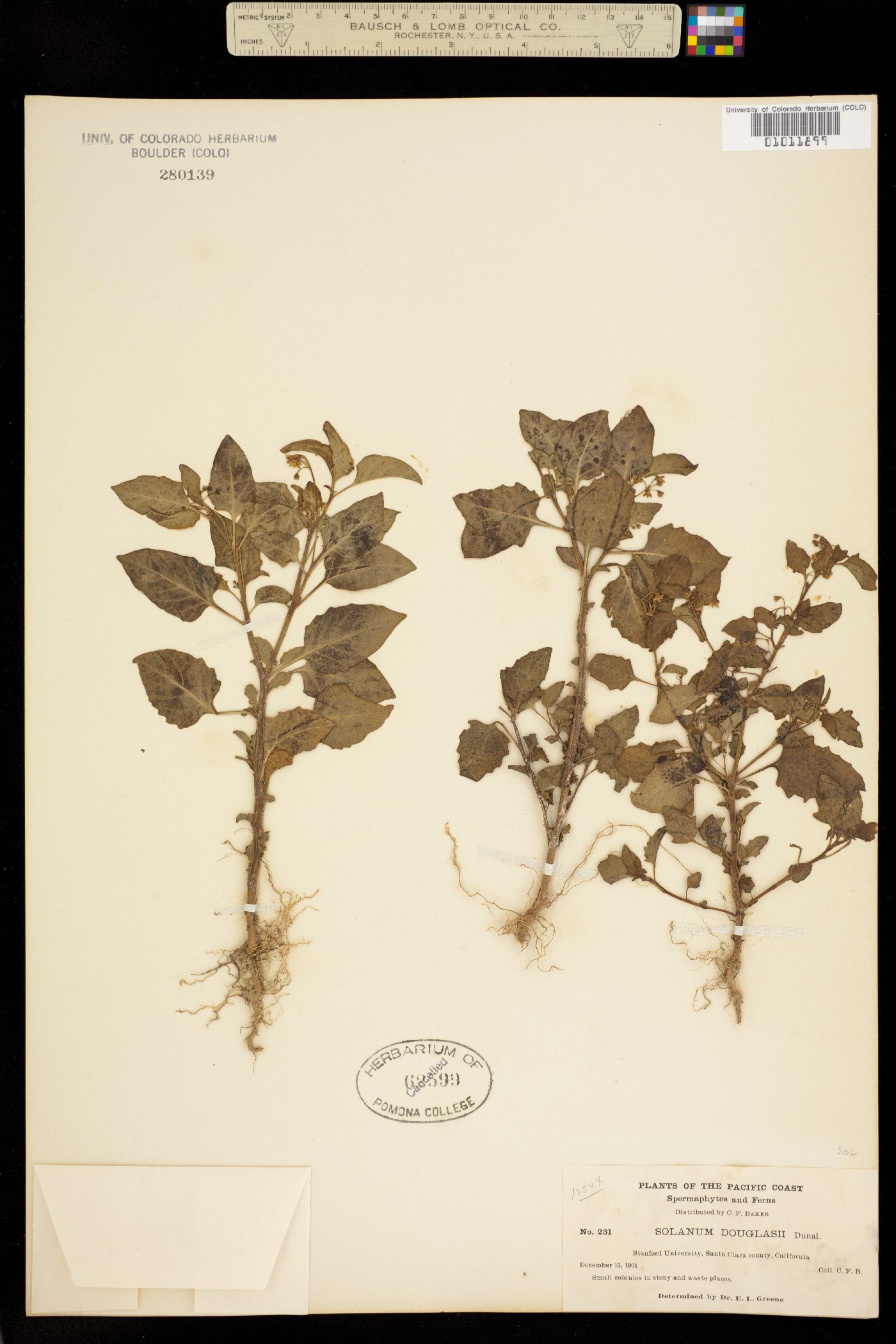 Solanum douglasii image
