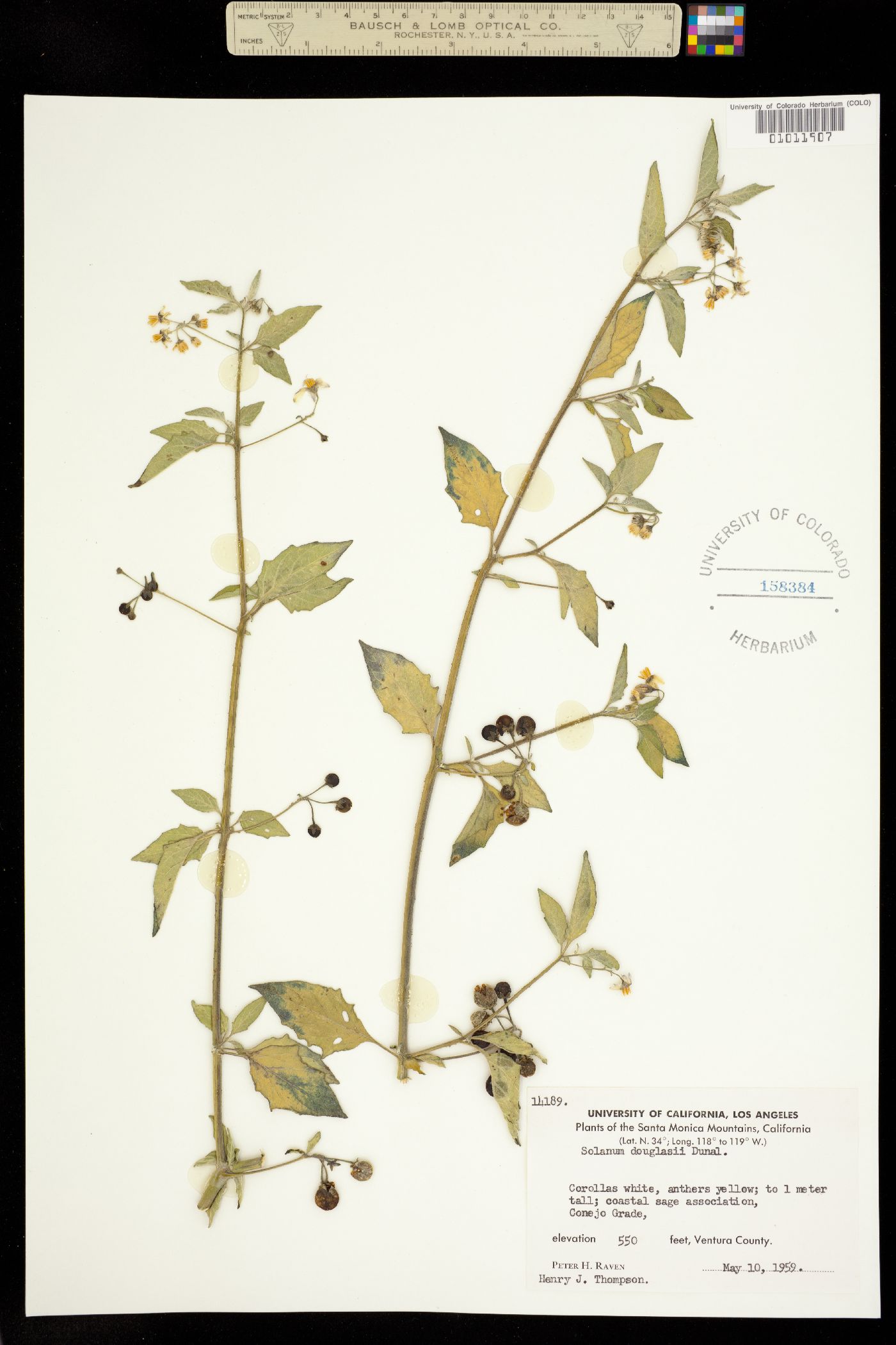 Solanum douglasii image