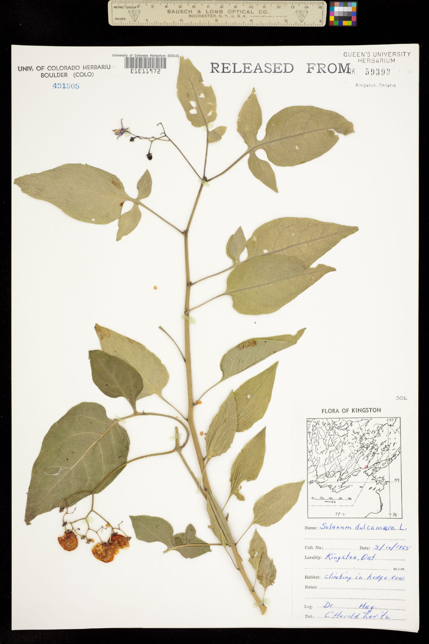 Solanum dulcamara image