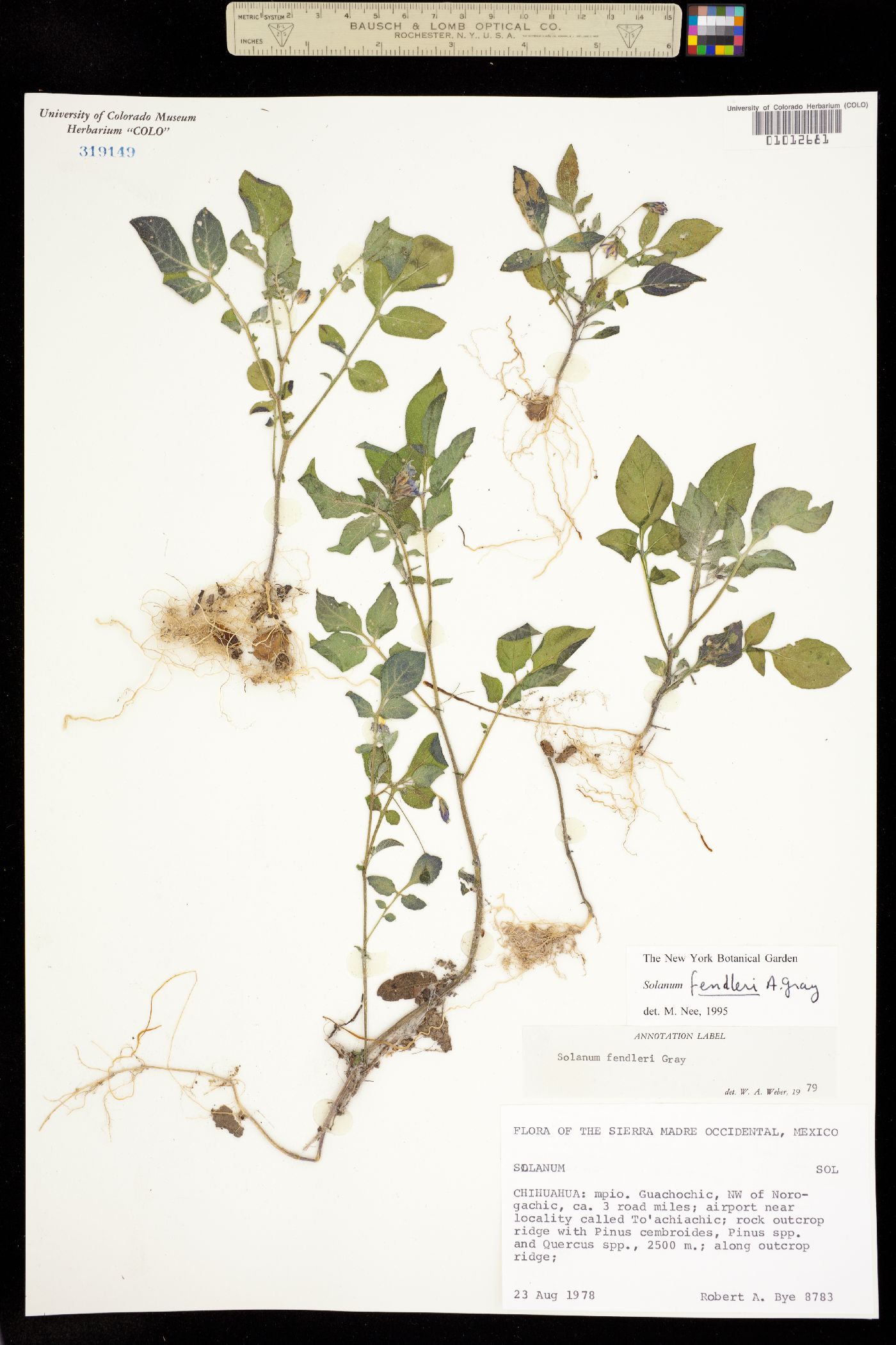 Solanum stoloniferum image