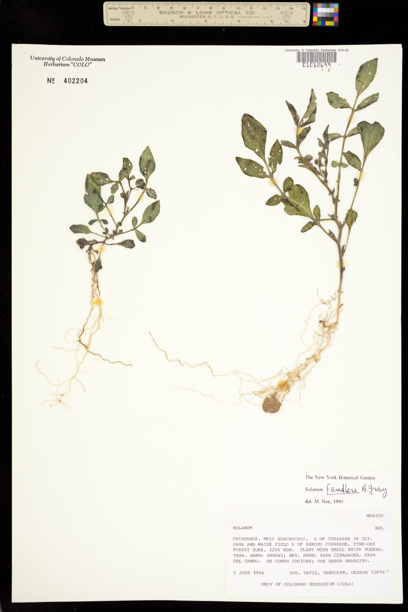 Solanum stoloniferum image