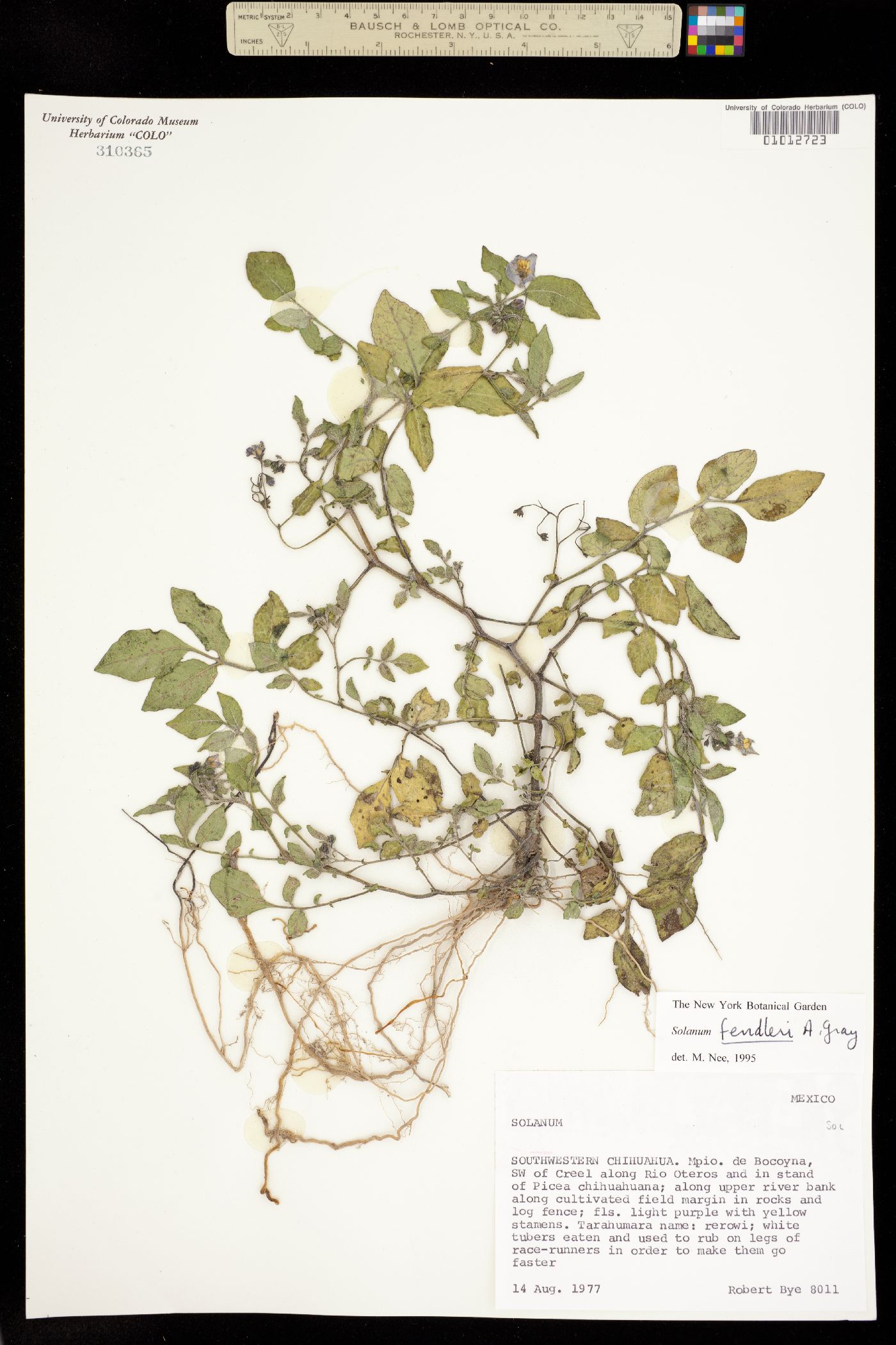 Solanum stoloniferum image