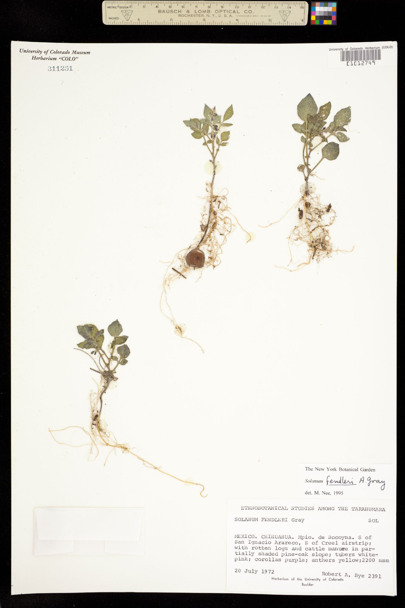 Solanum stoloniferum image