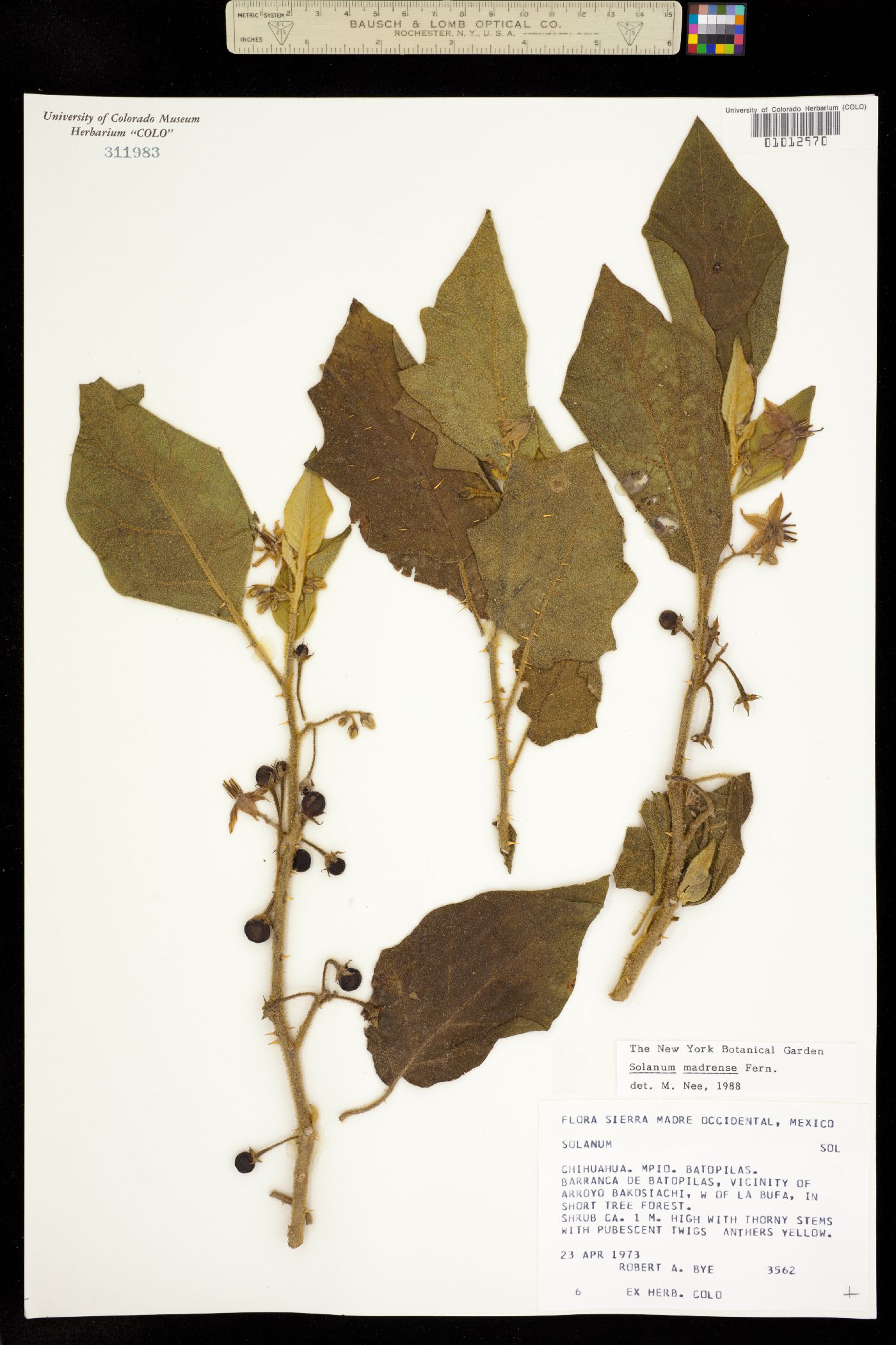 Solanum ferrugineum image