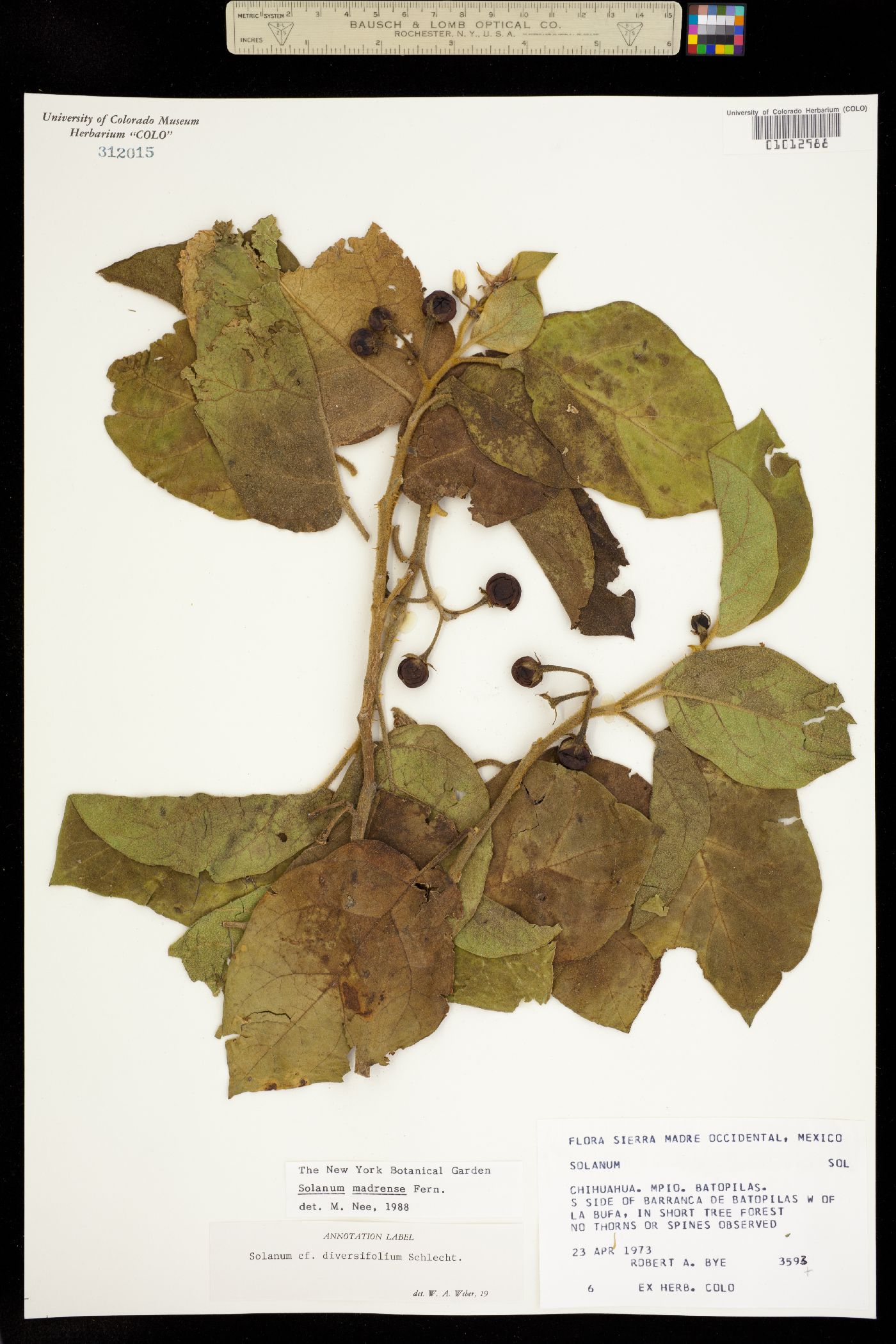 Solanum ferrugineum image