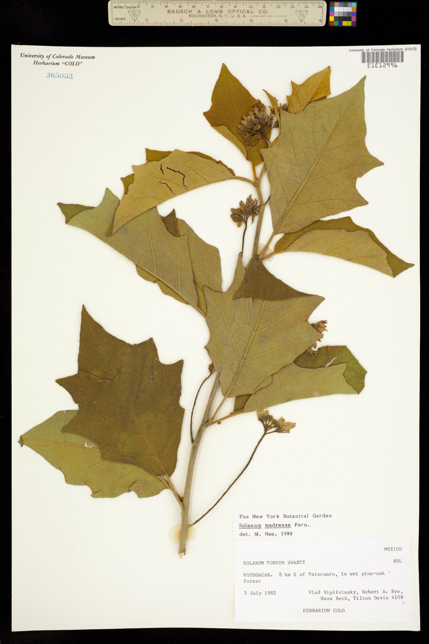 Solanum ferrugineum image