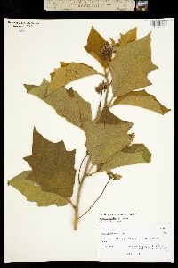 Solanum madrense image
