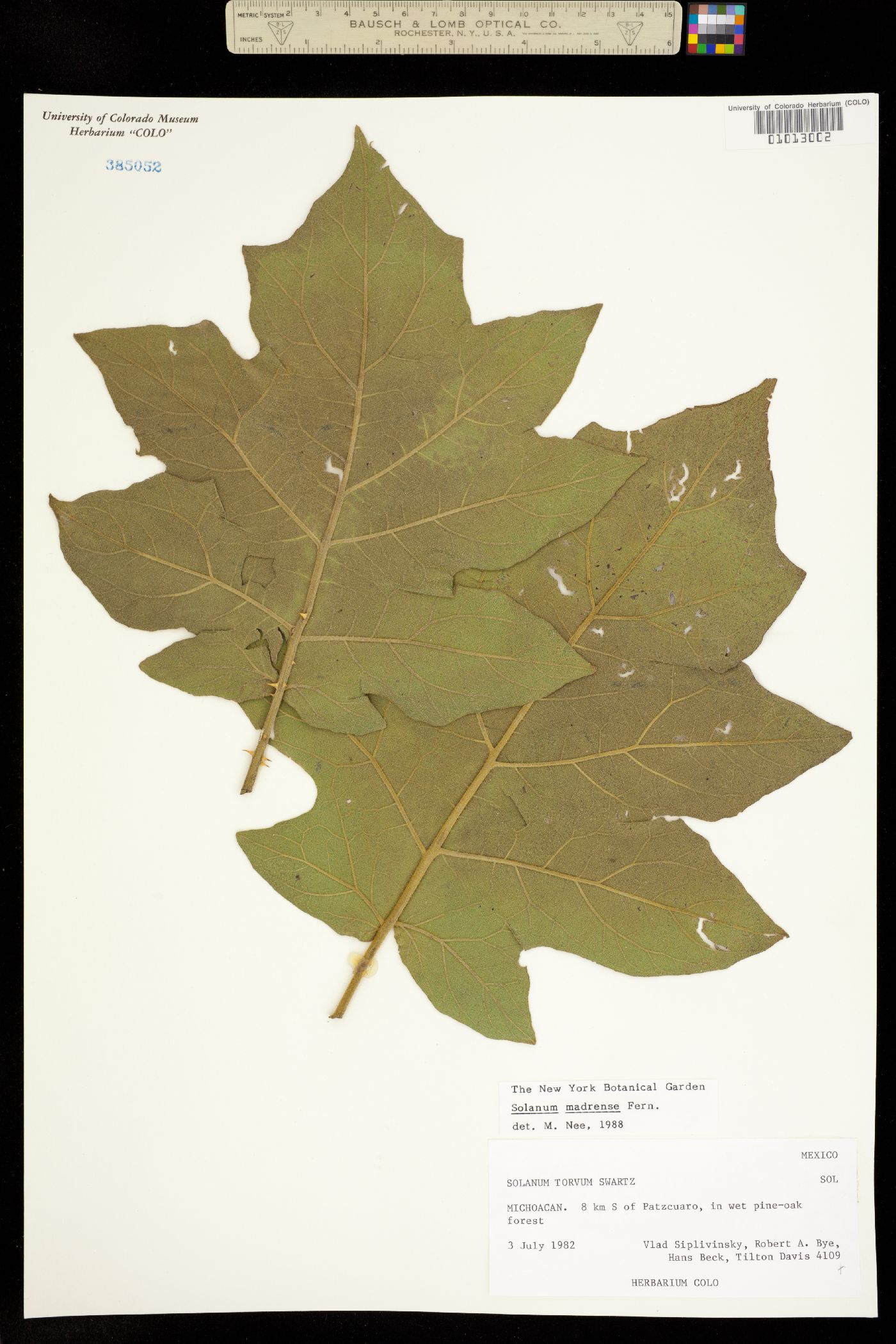 Solanum ferrugineum image