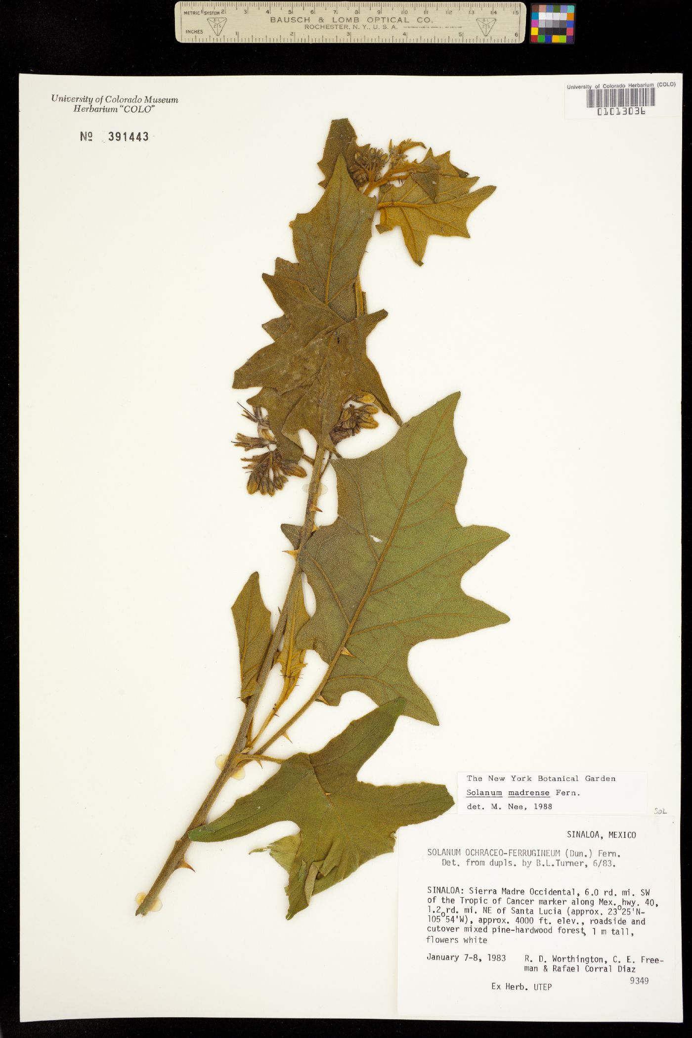 Solanum ferrugineum image