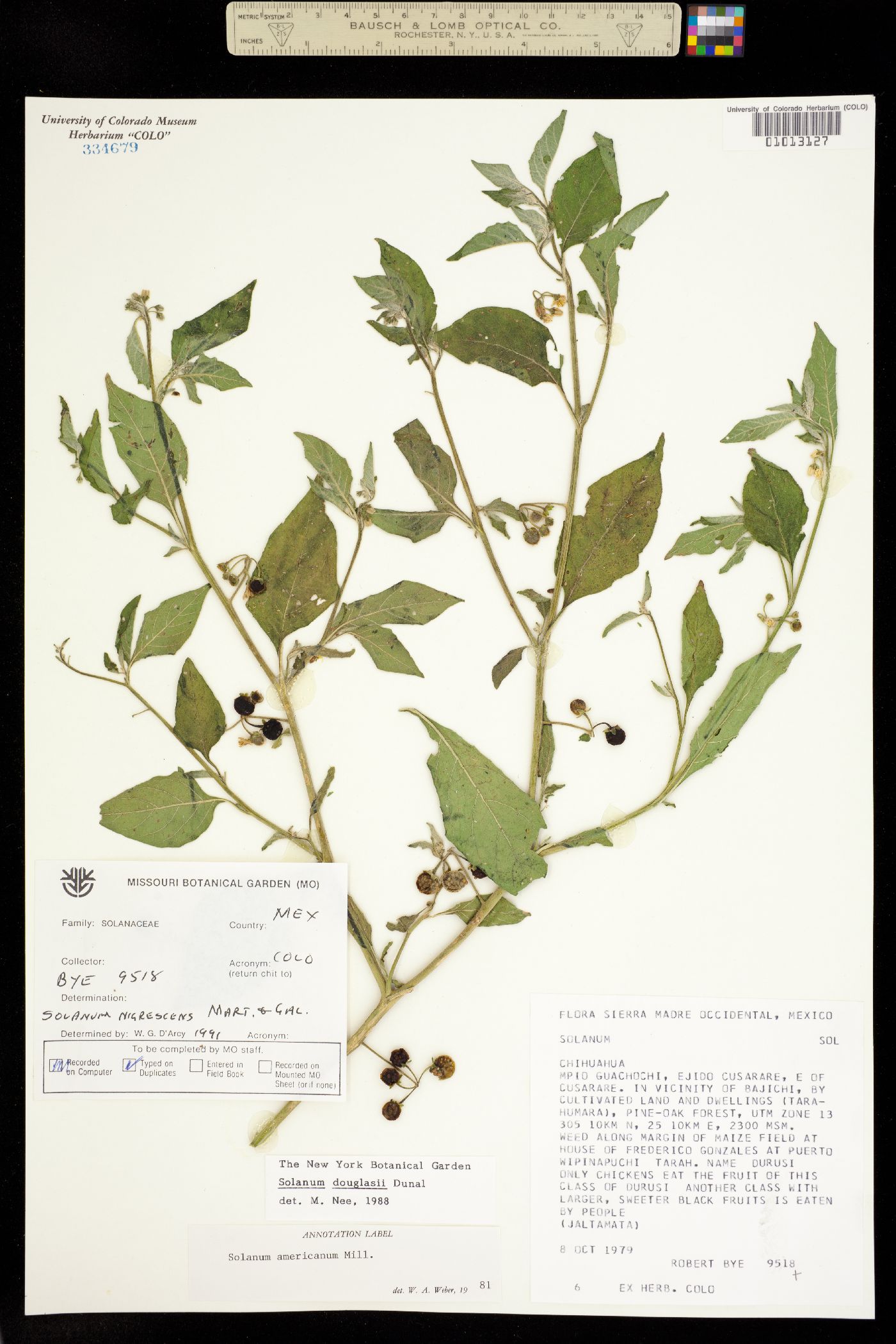Solanum nigrescens image