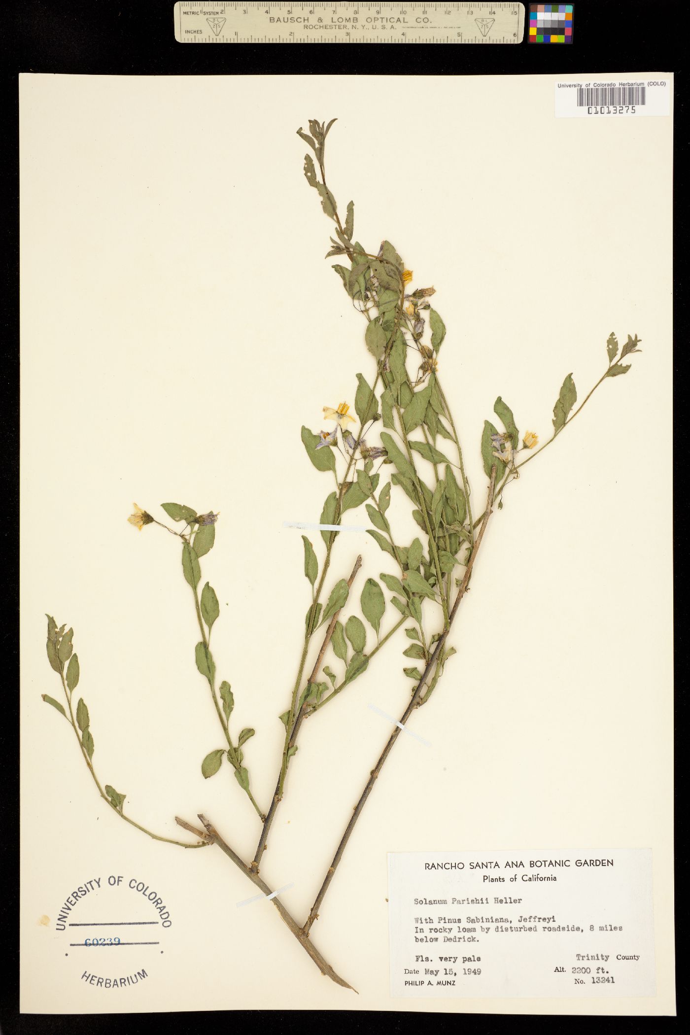Solanum parishii image