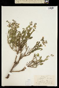 Solanum parishii image