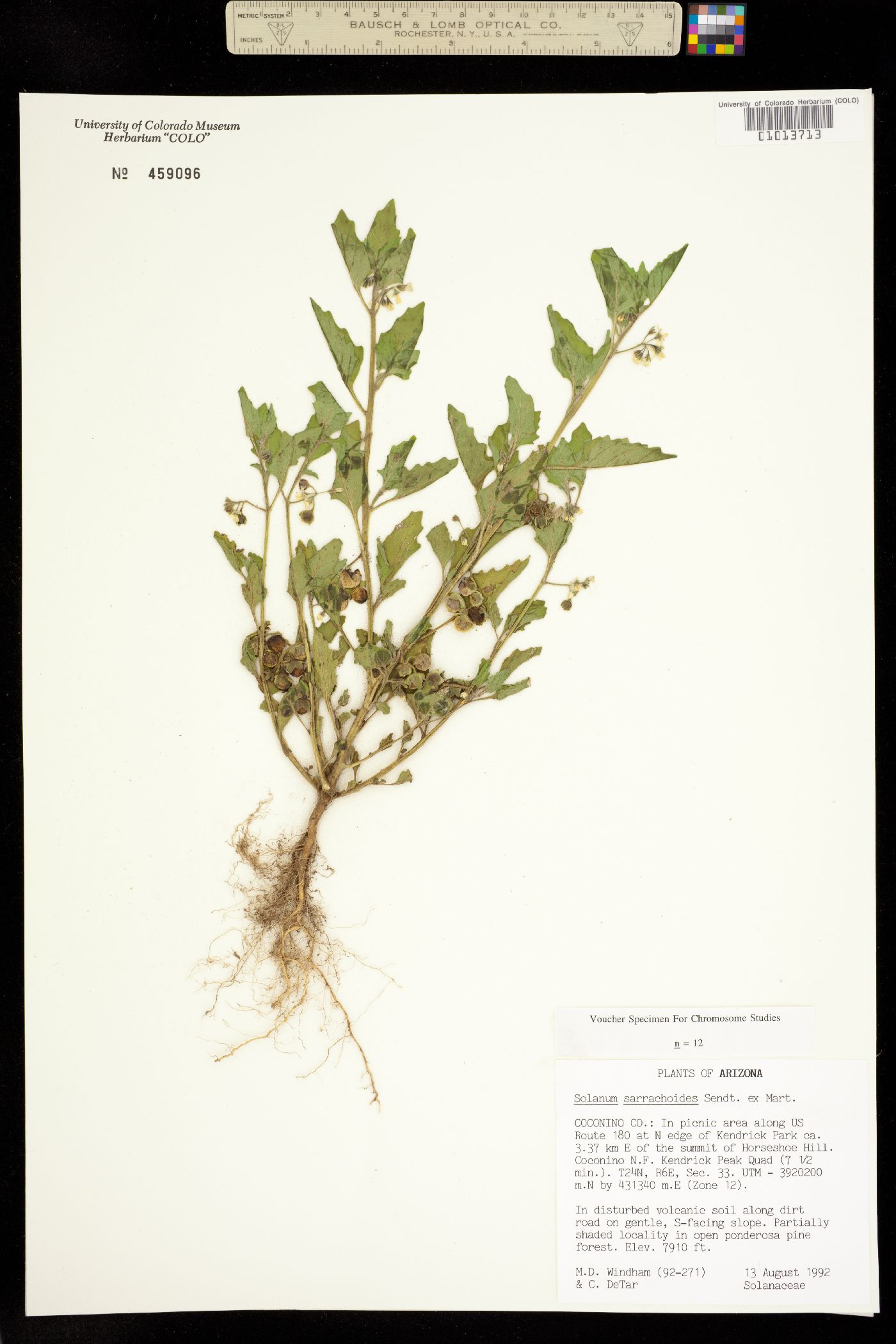 Solanum sarrachoides image