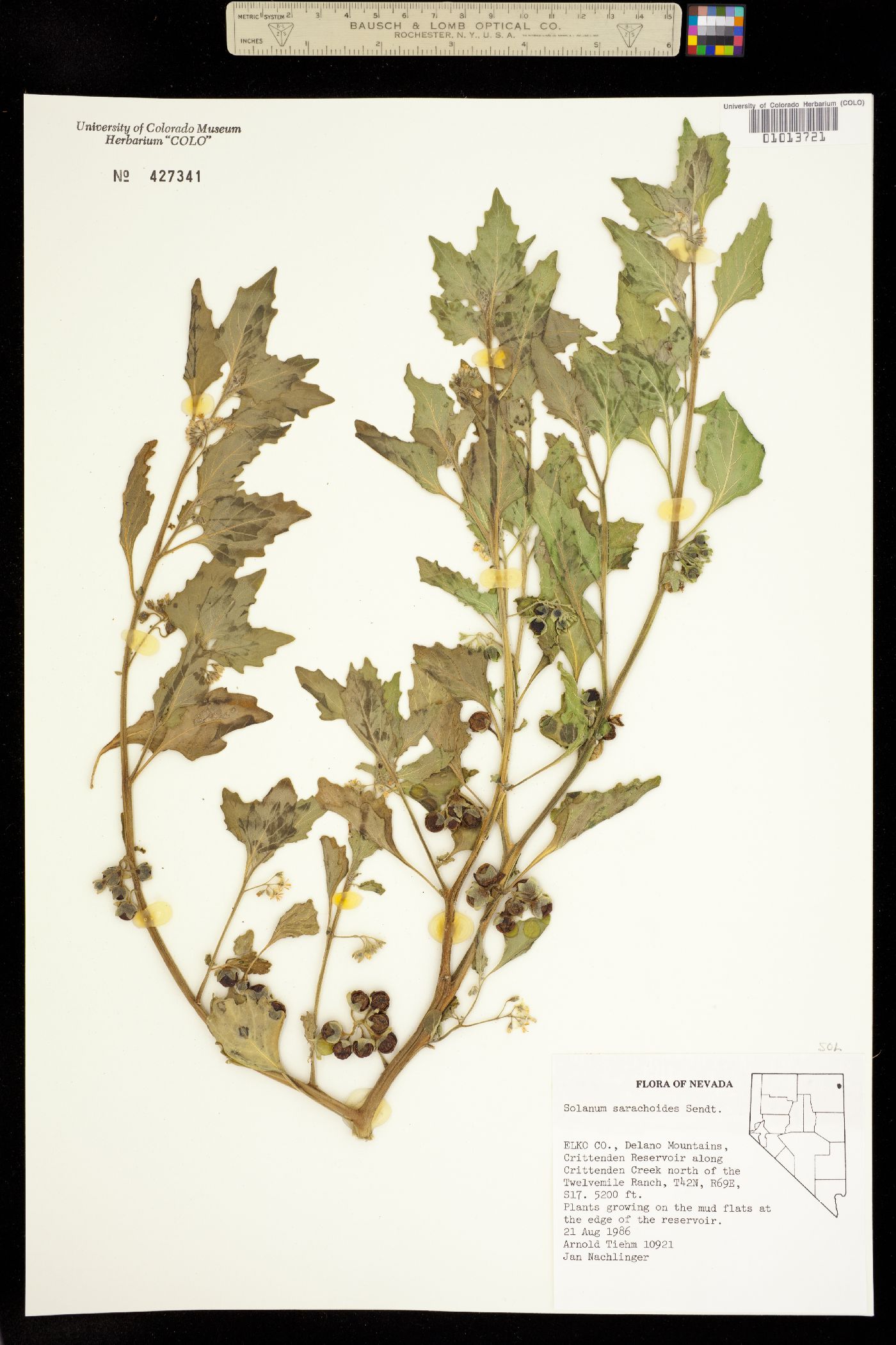 Solanum sarrachoides image