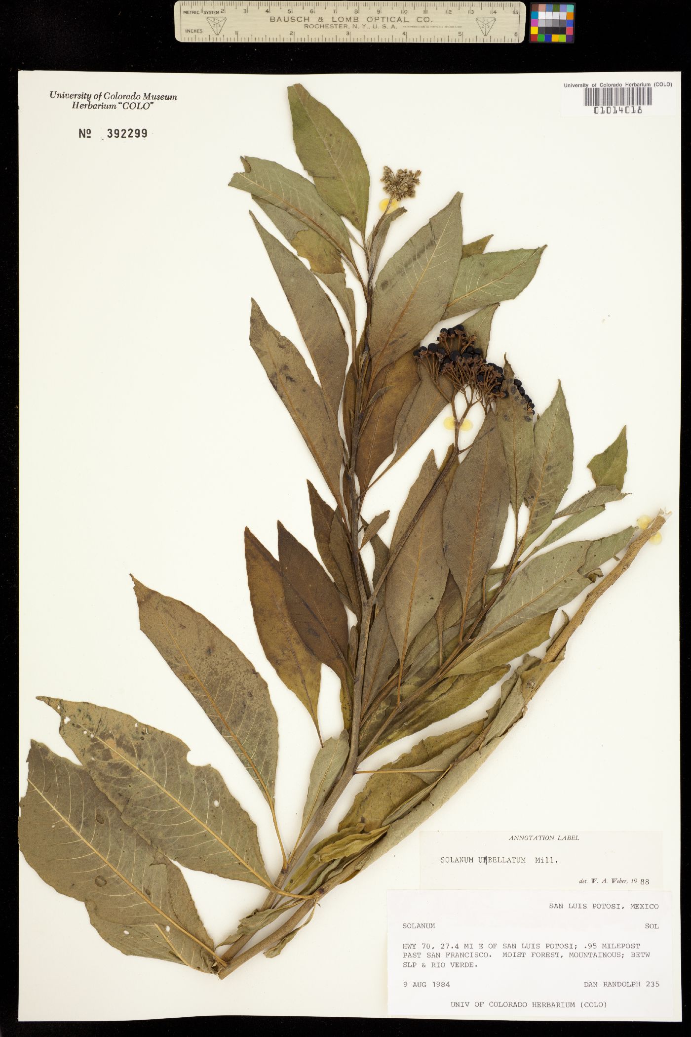 Solanum umbellatum image