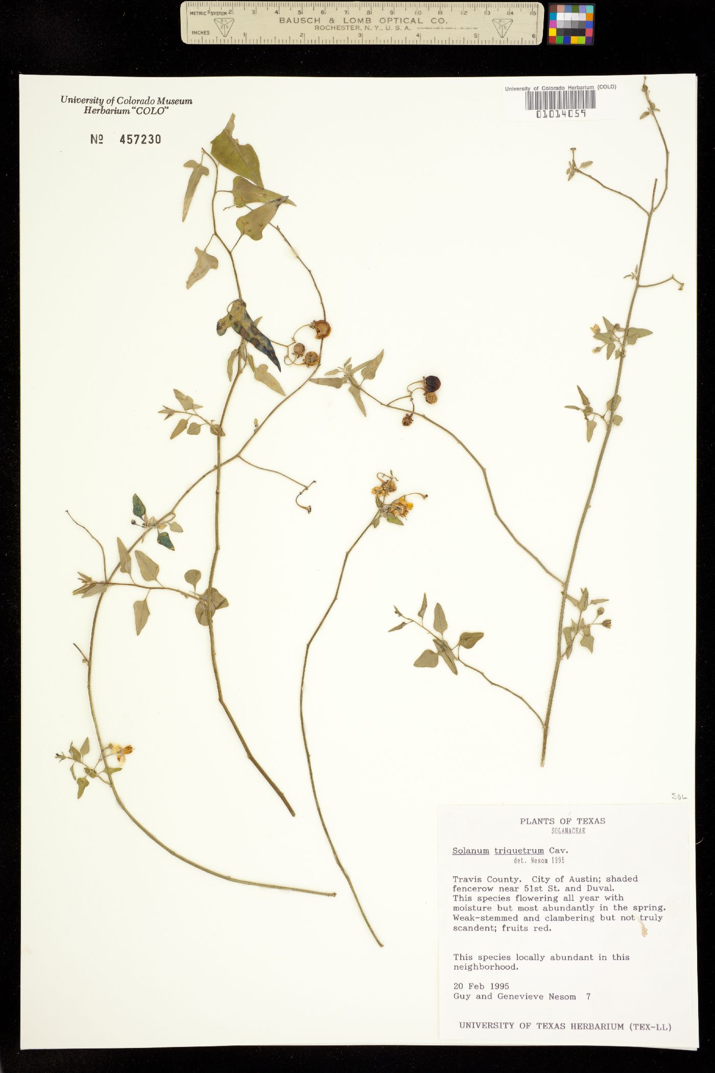 Solanum triquetrum image
