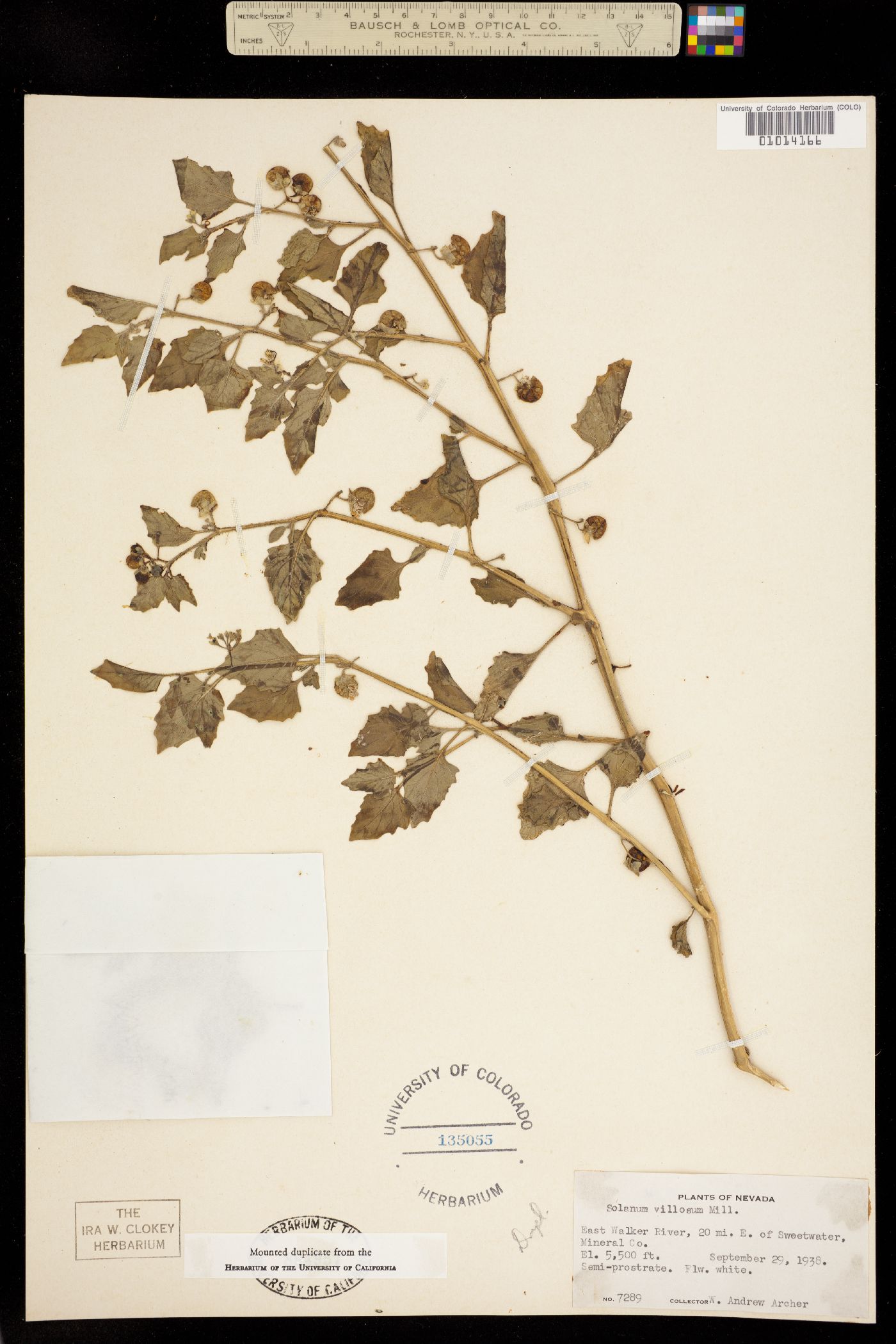 Solanum villosum image