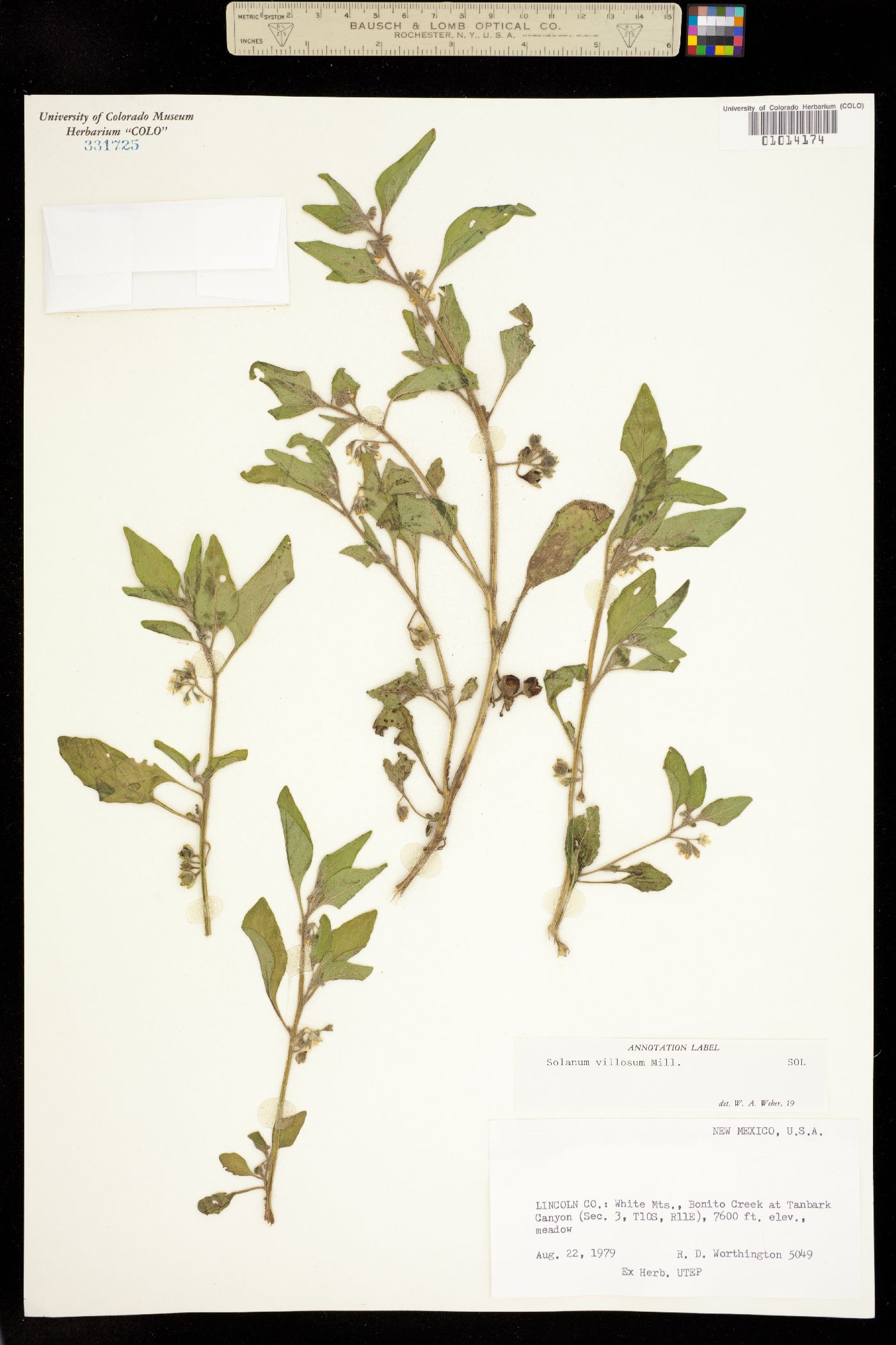 Solanum villosum image