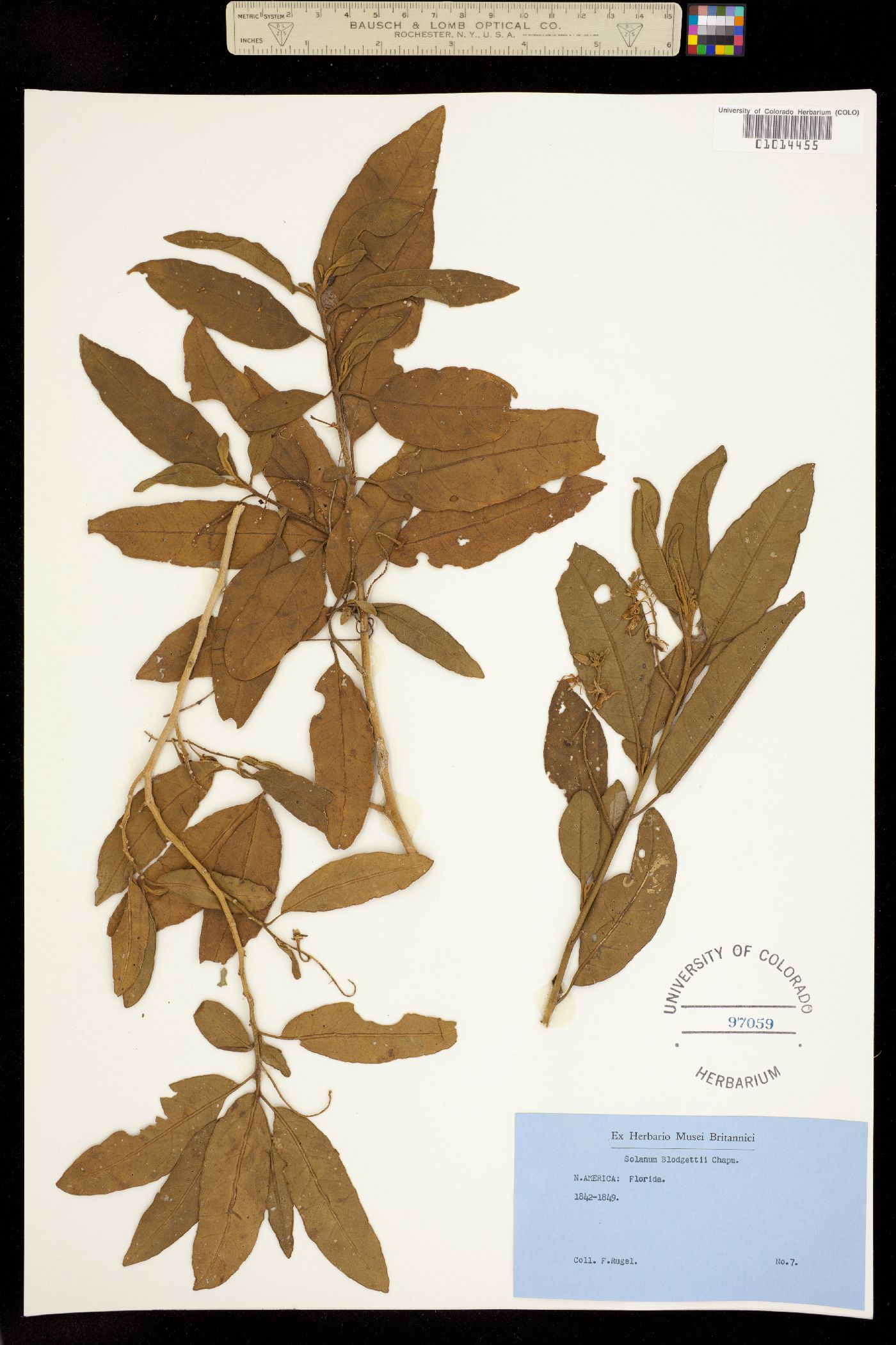 Solanum donianum image
