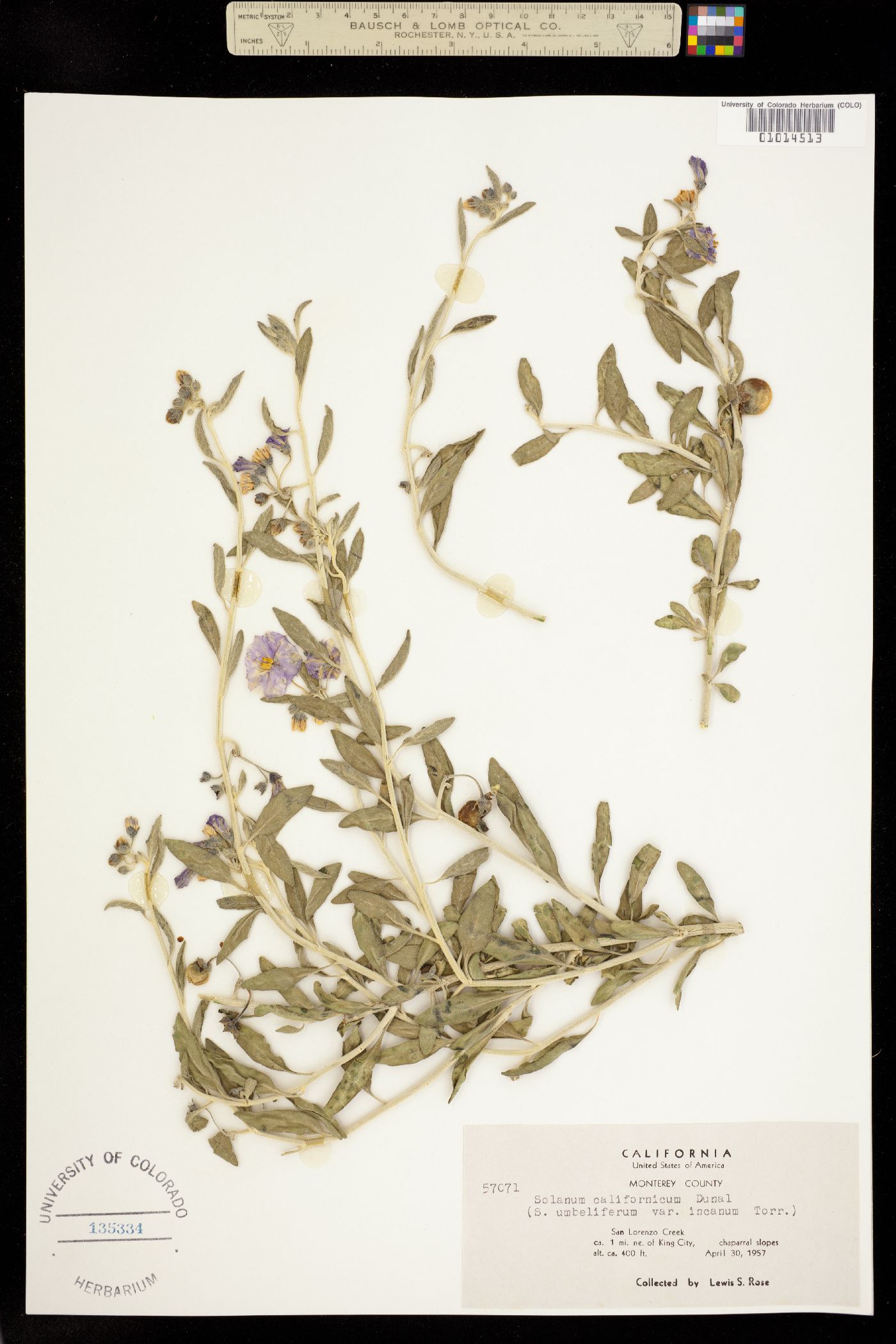 Solanum californicum image