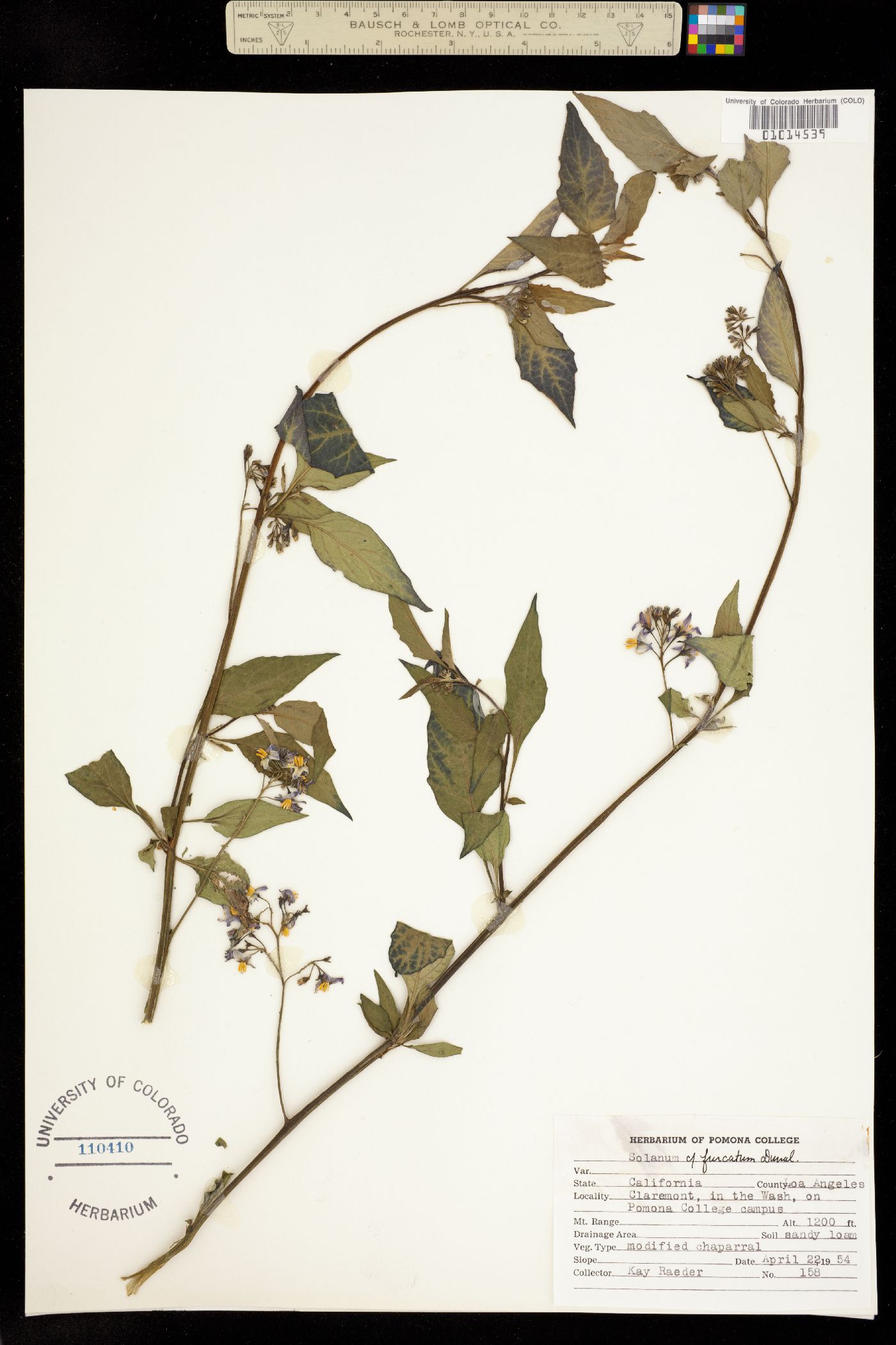 Solanum furcatum image