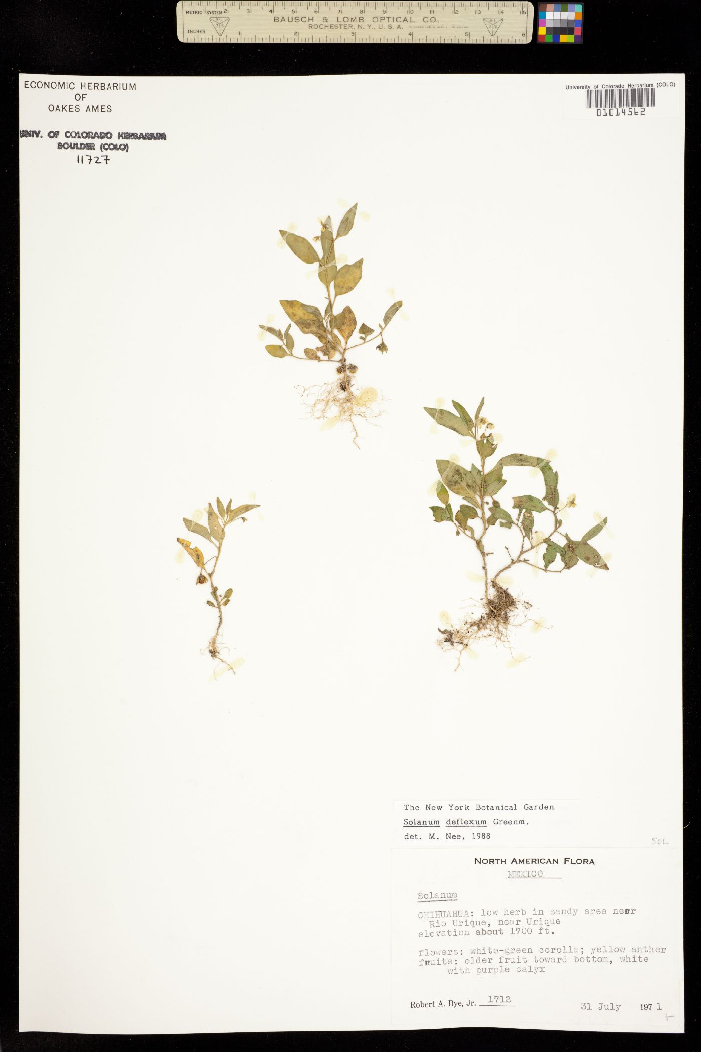 Solanum deflexum image