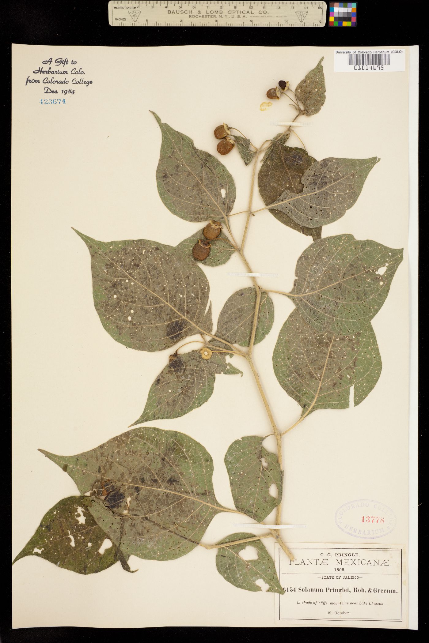 Solanum pringlei image