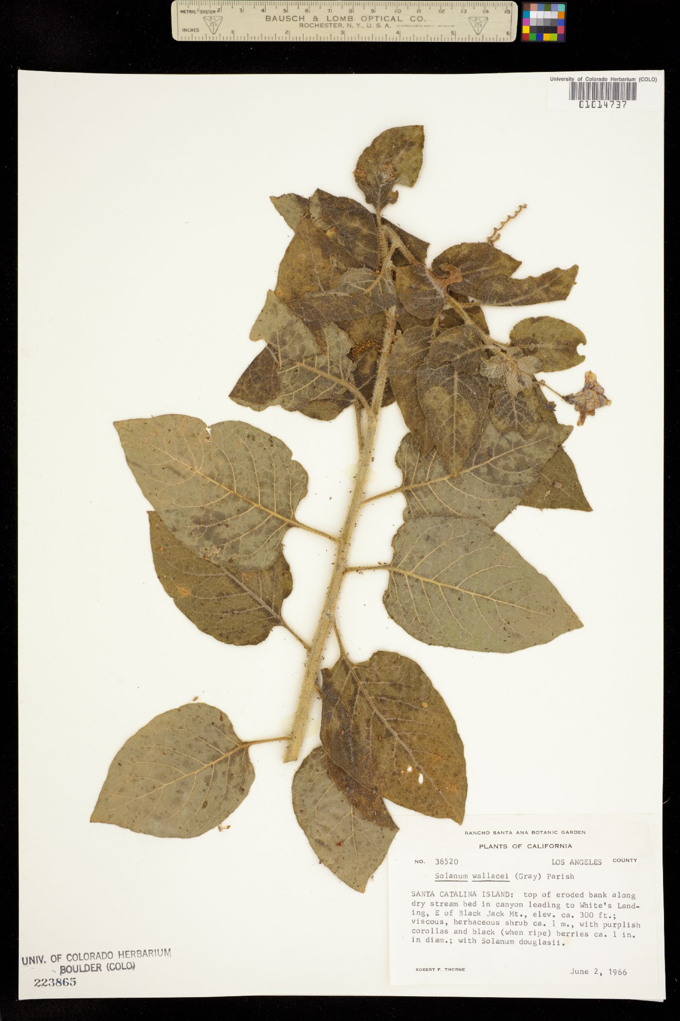 Solanum wallacei image