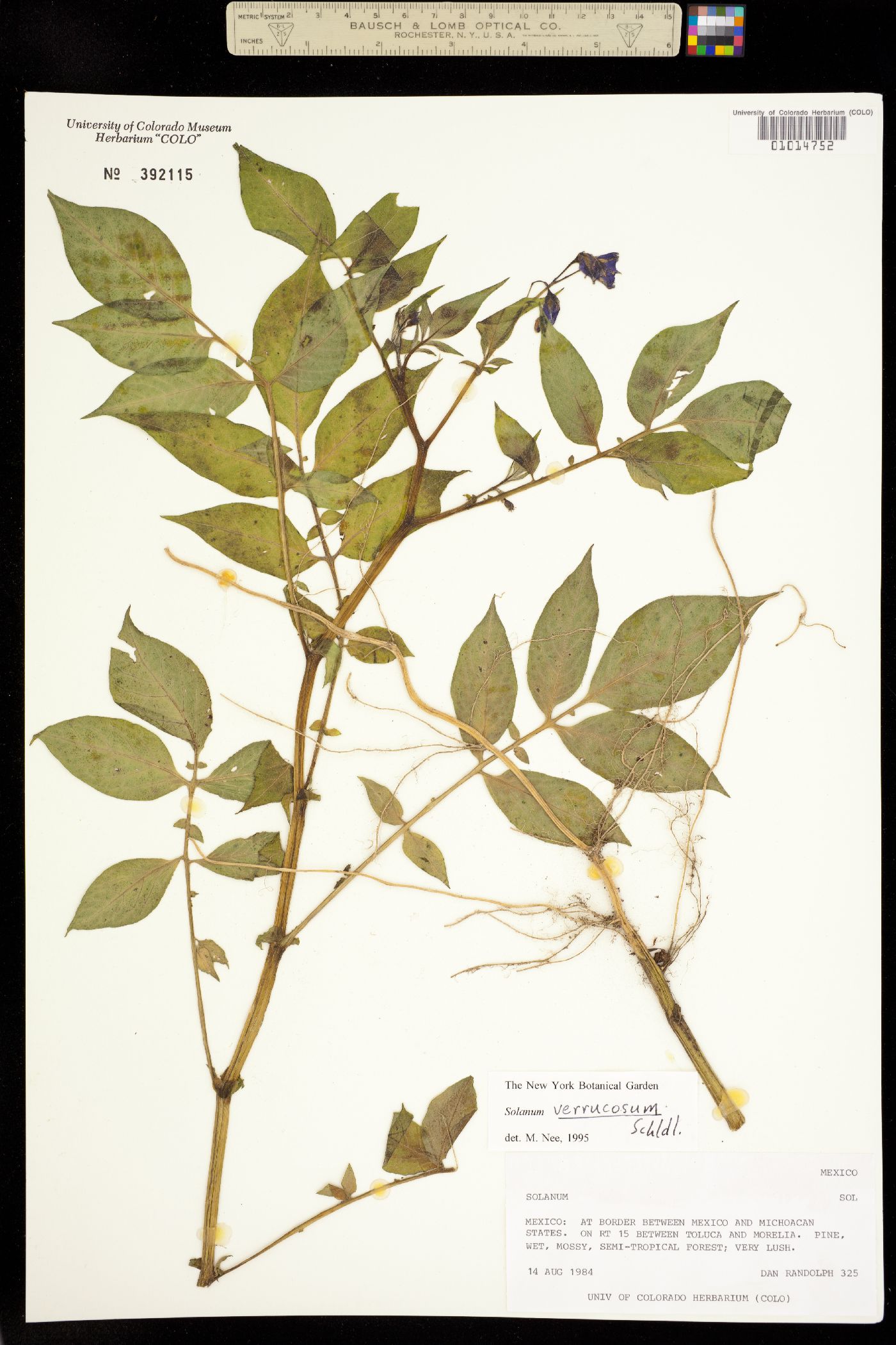 Solanum verrucosum image
