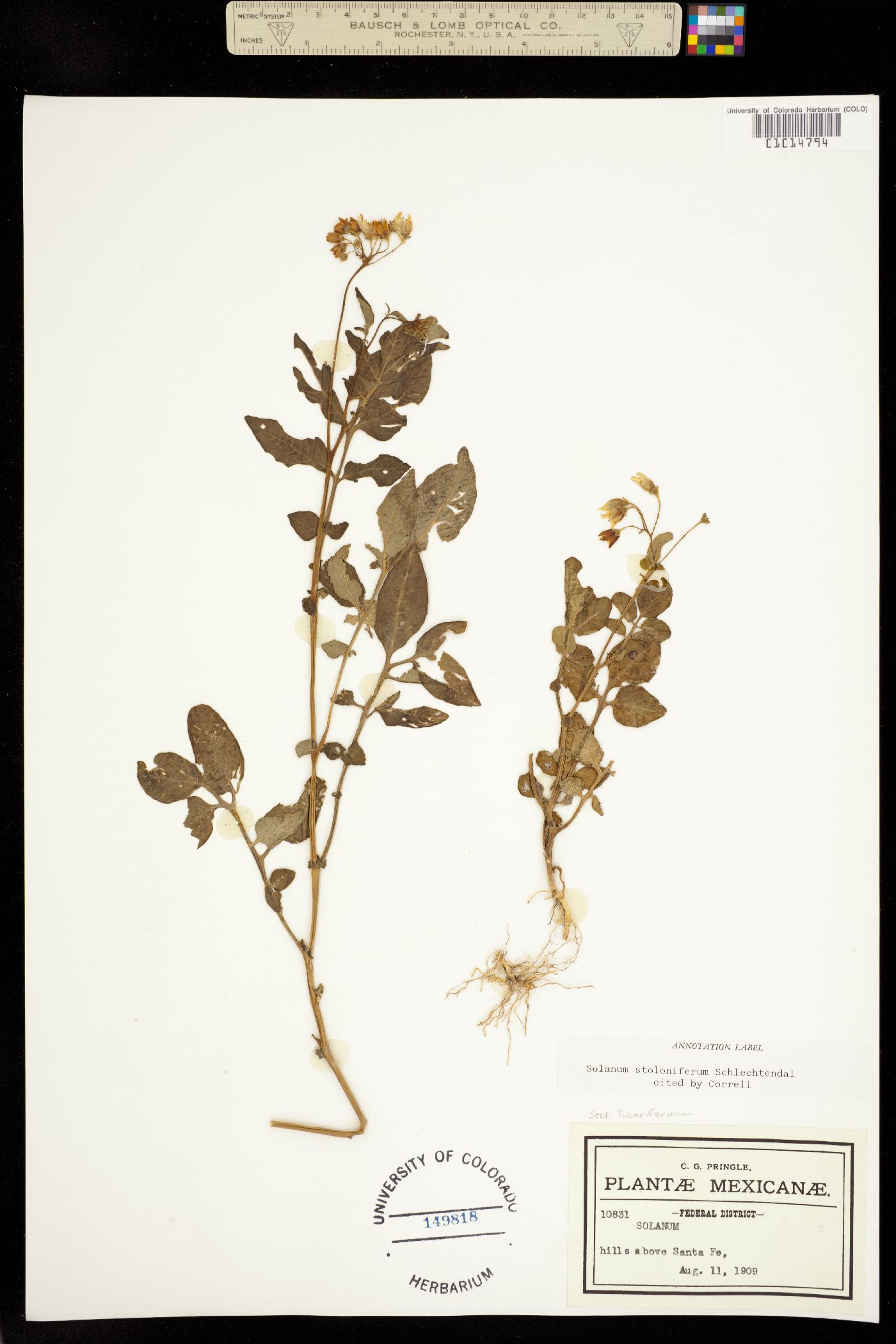 Solanum stoloniferum image