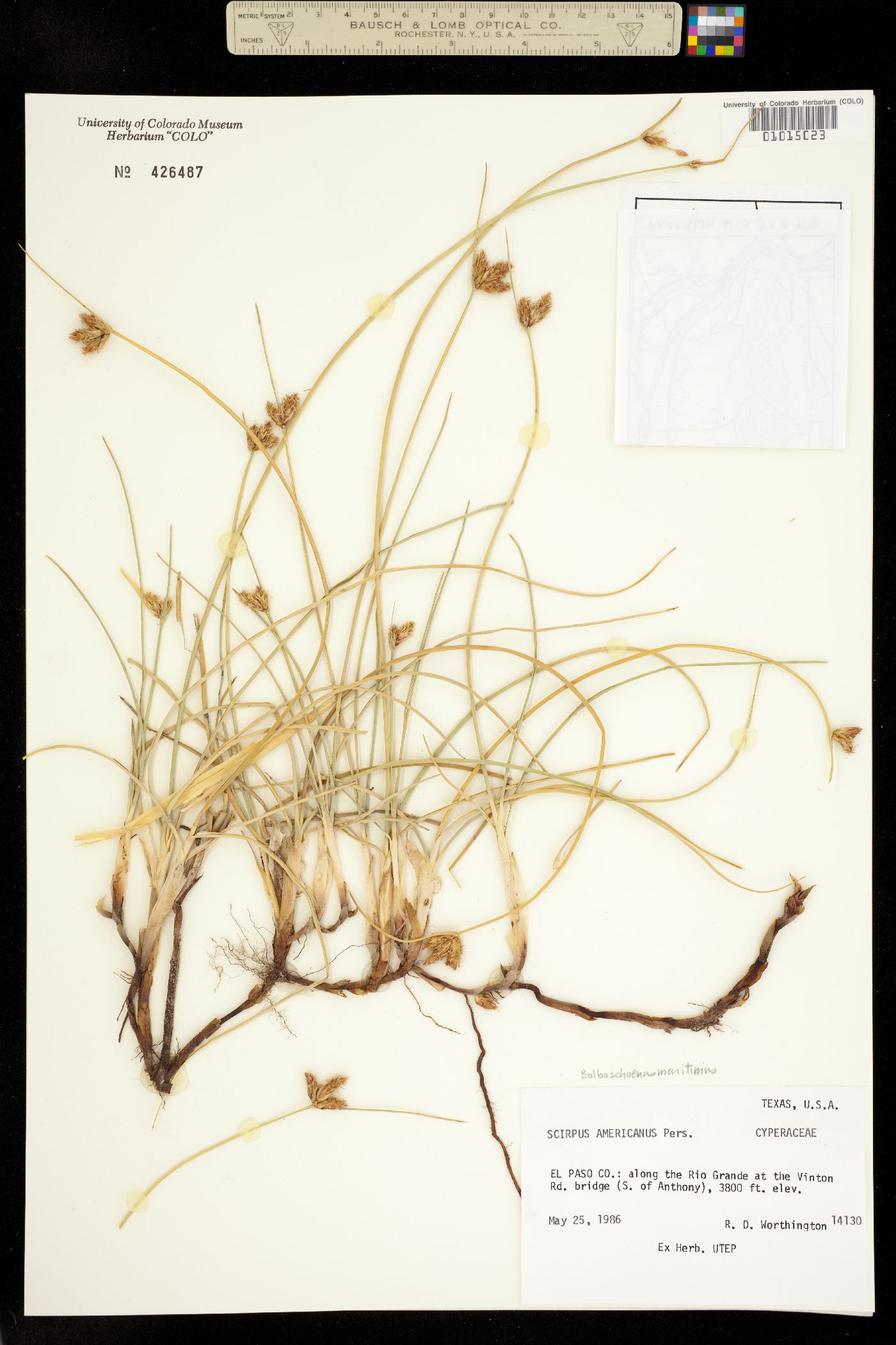 Bolboschoenus image