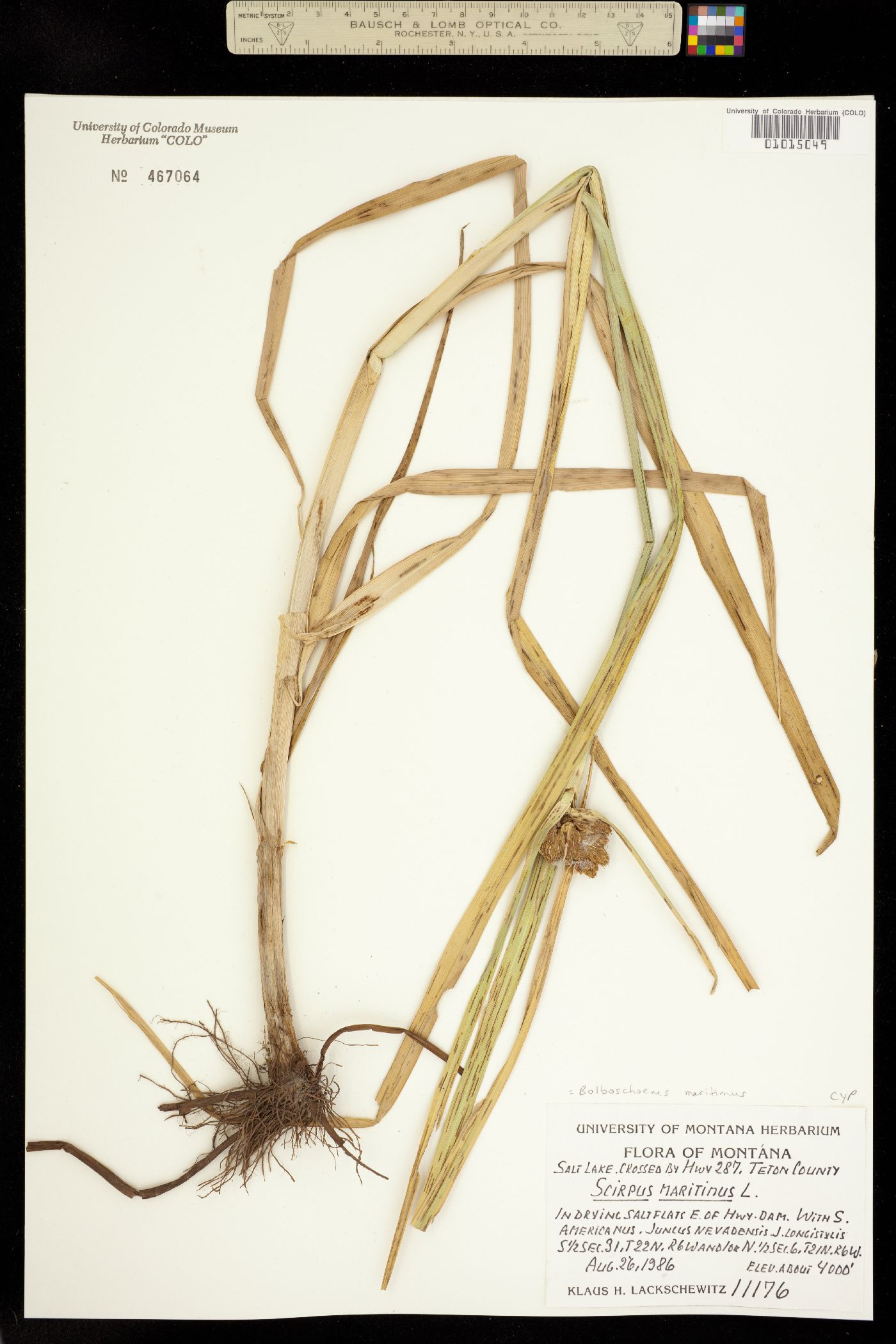 Bolboschoenus maritimus image