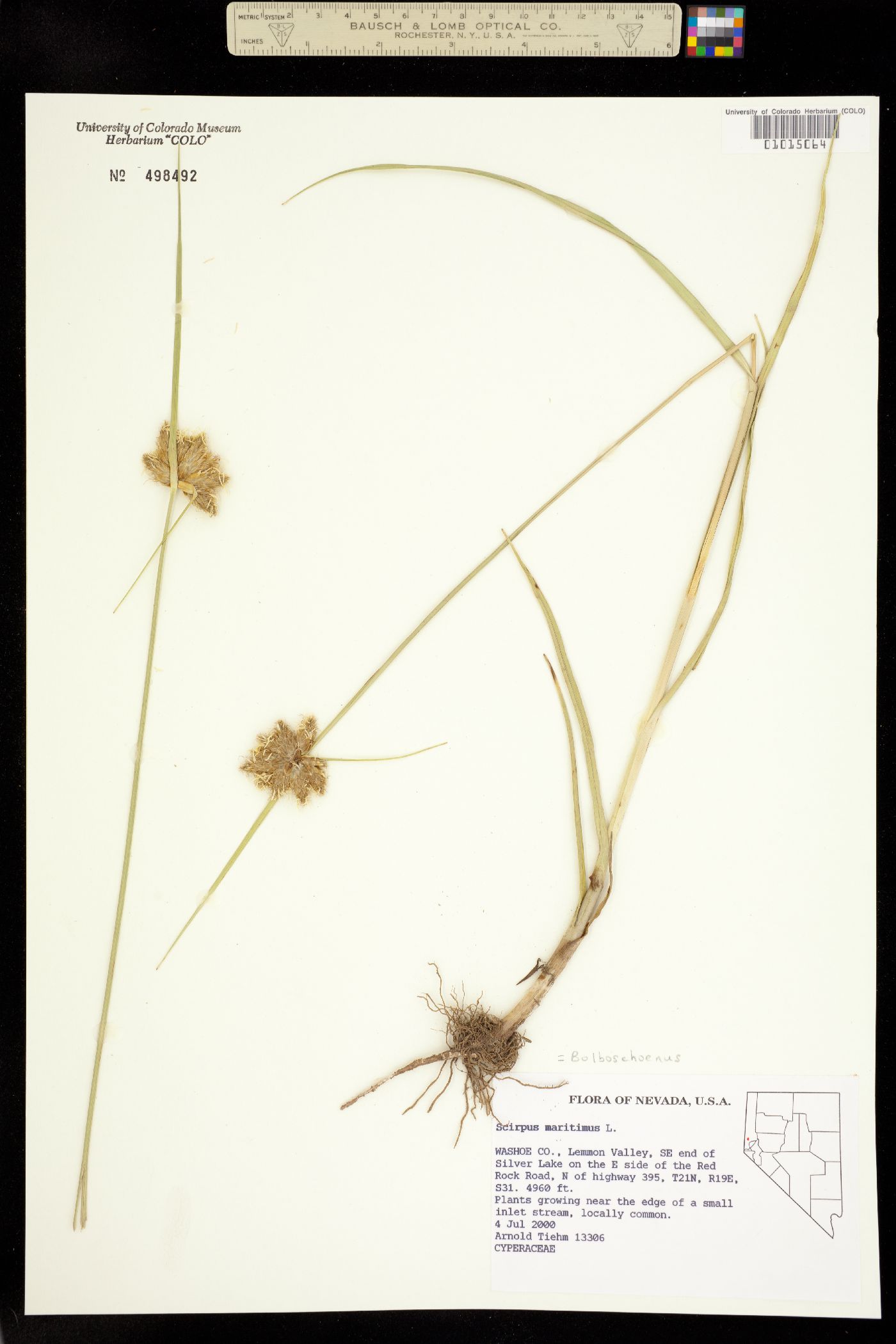 Bolboschoenus maritimus image
