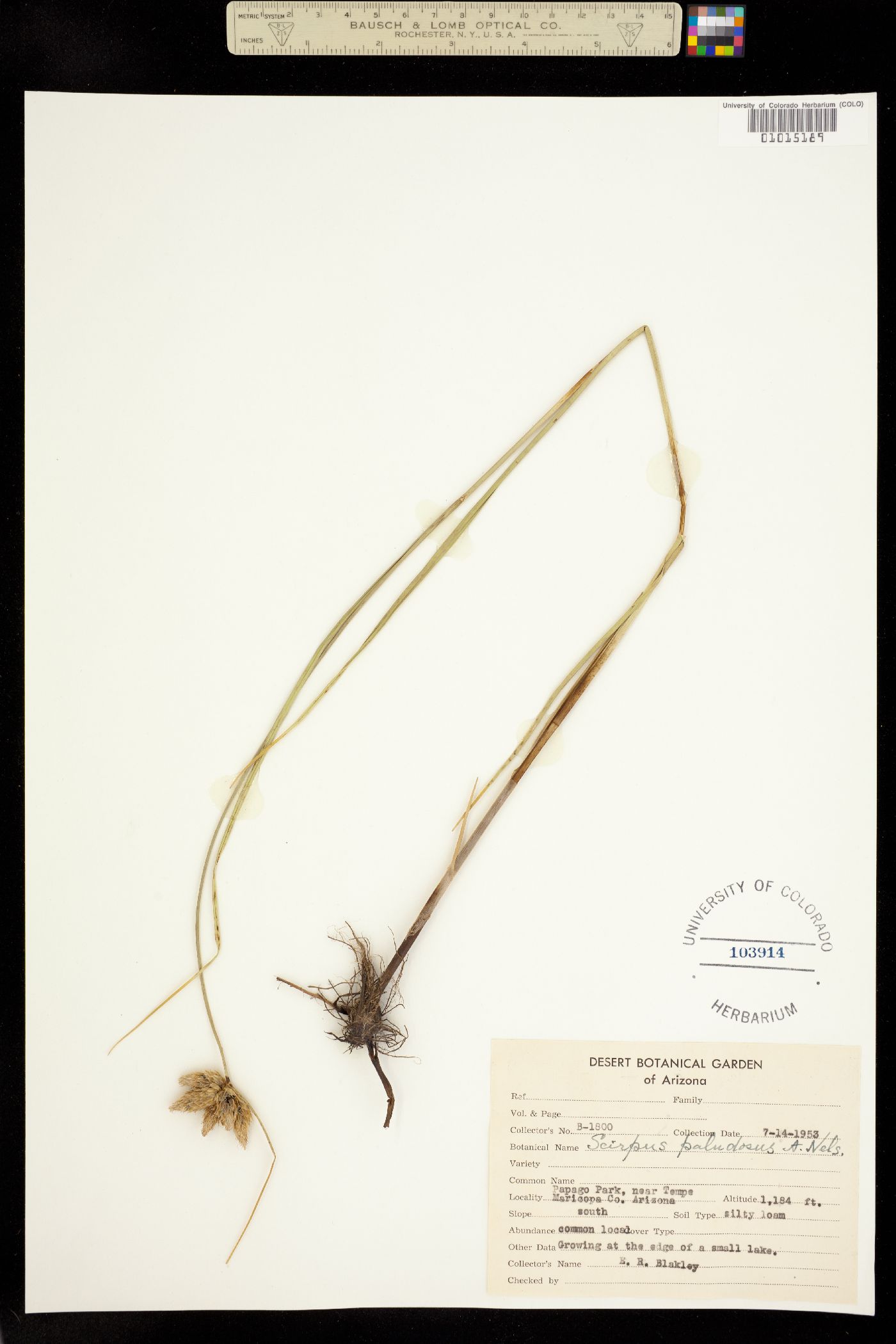 Bolboschoenus maritimus image