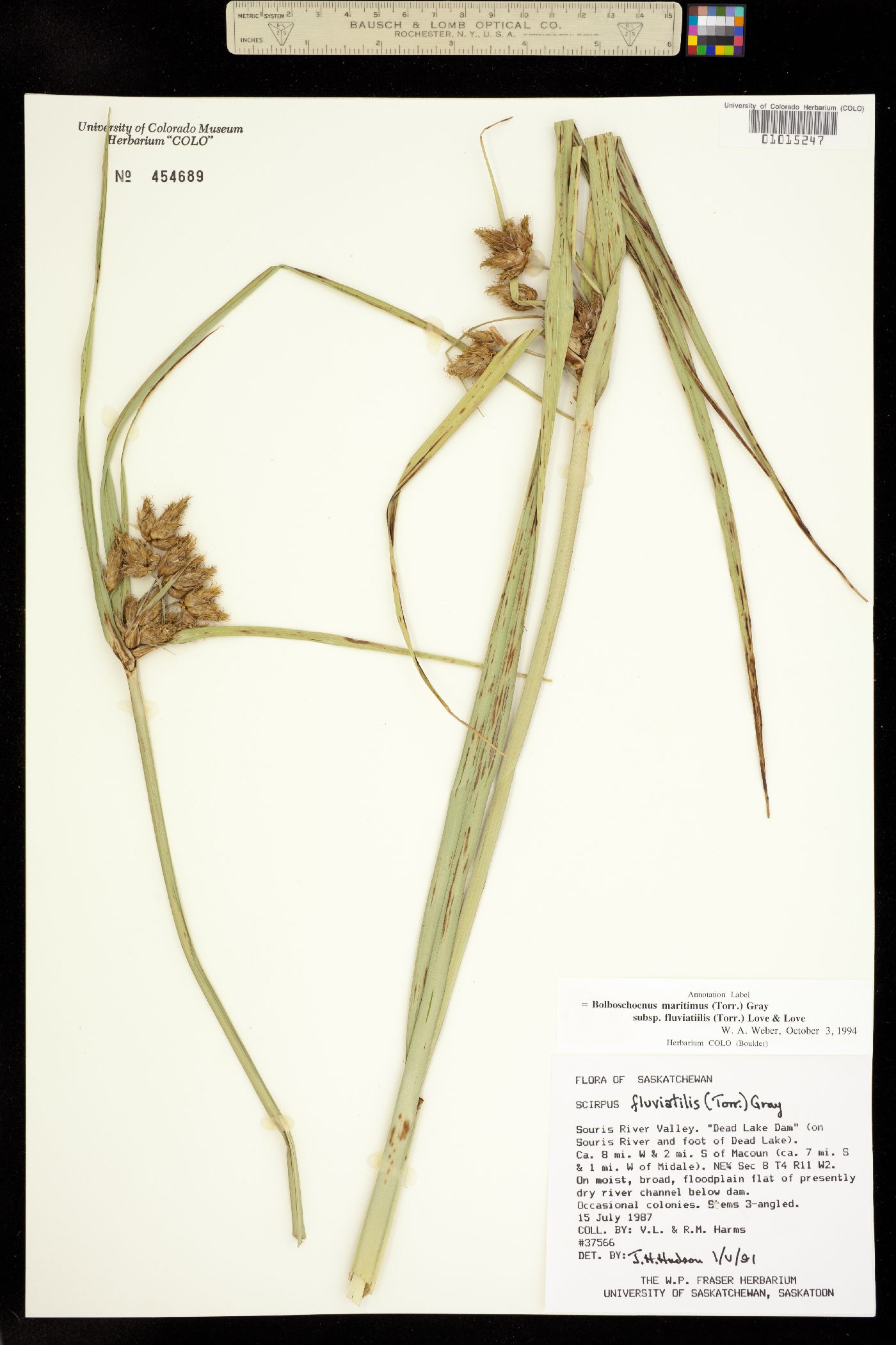 Bolboschoenus fluviatilis image