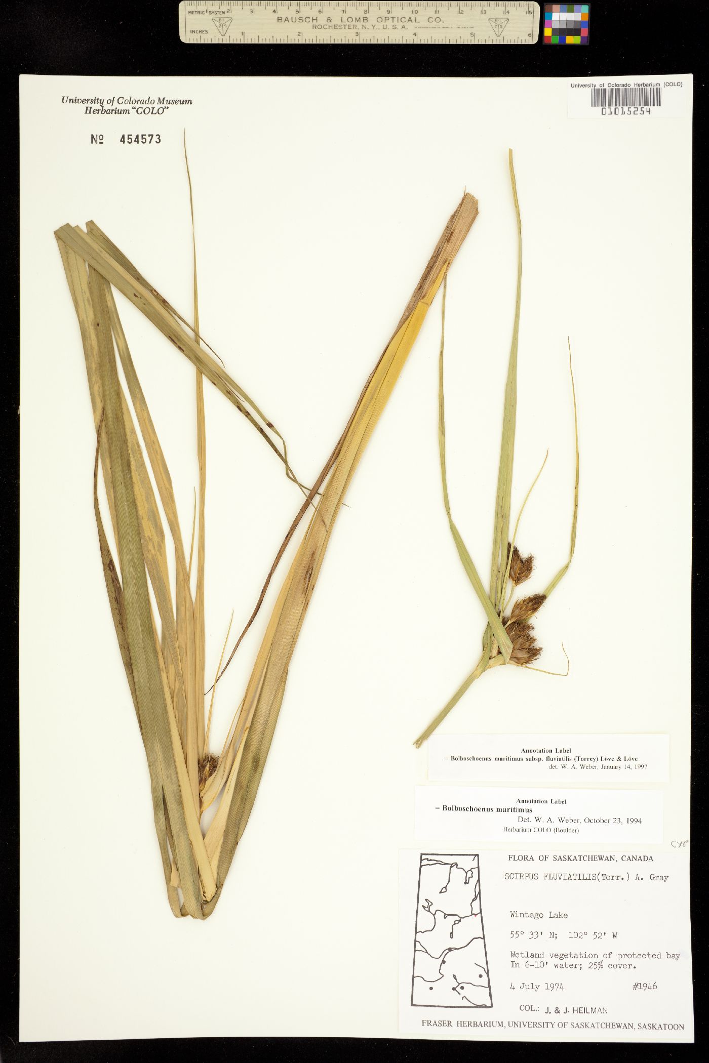 Bolboschoenus fluviatilis image