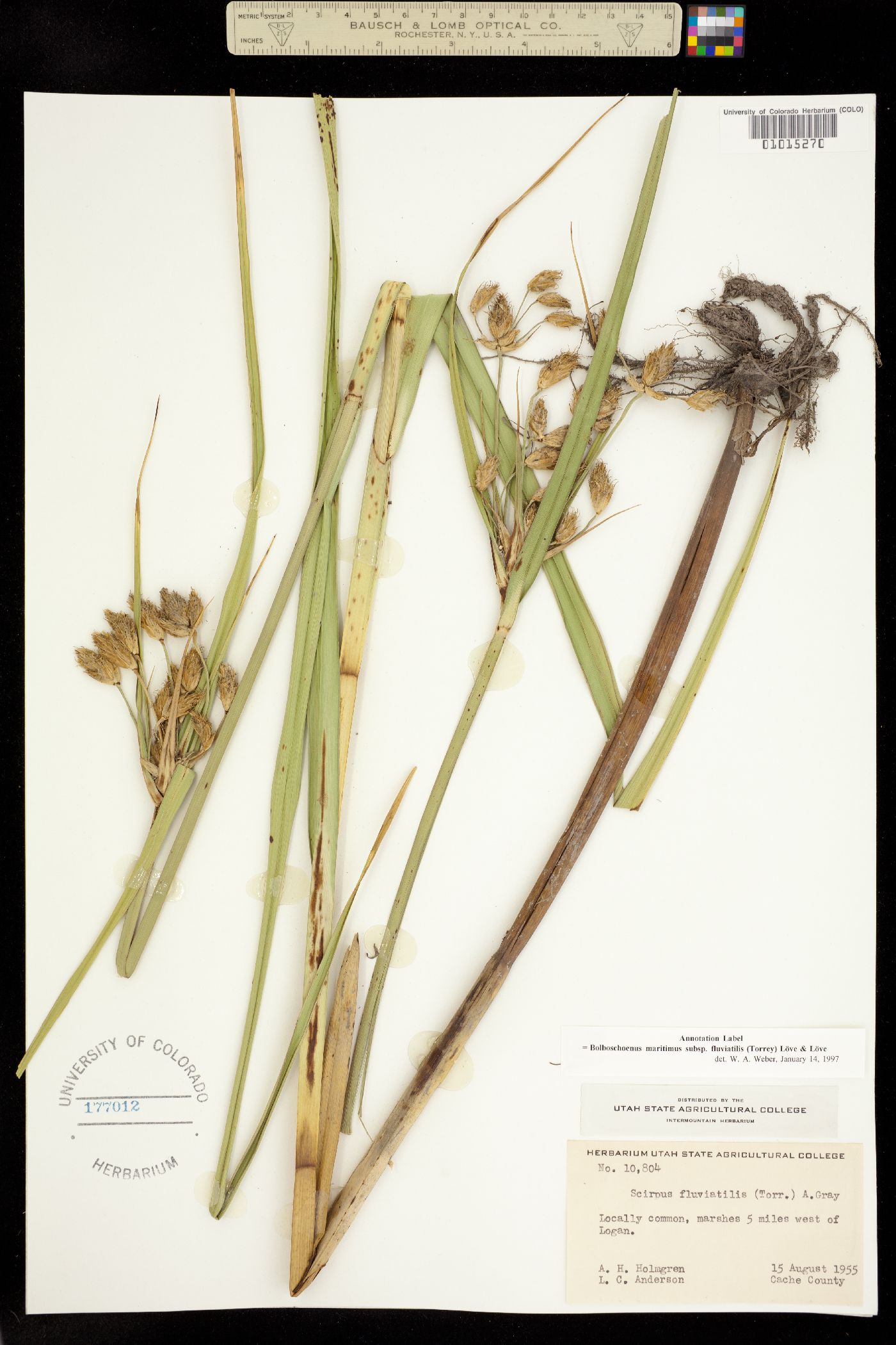 Bolboschoenus fluviatilis image