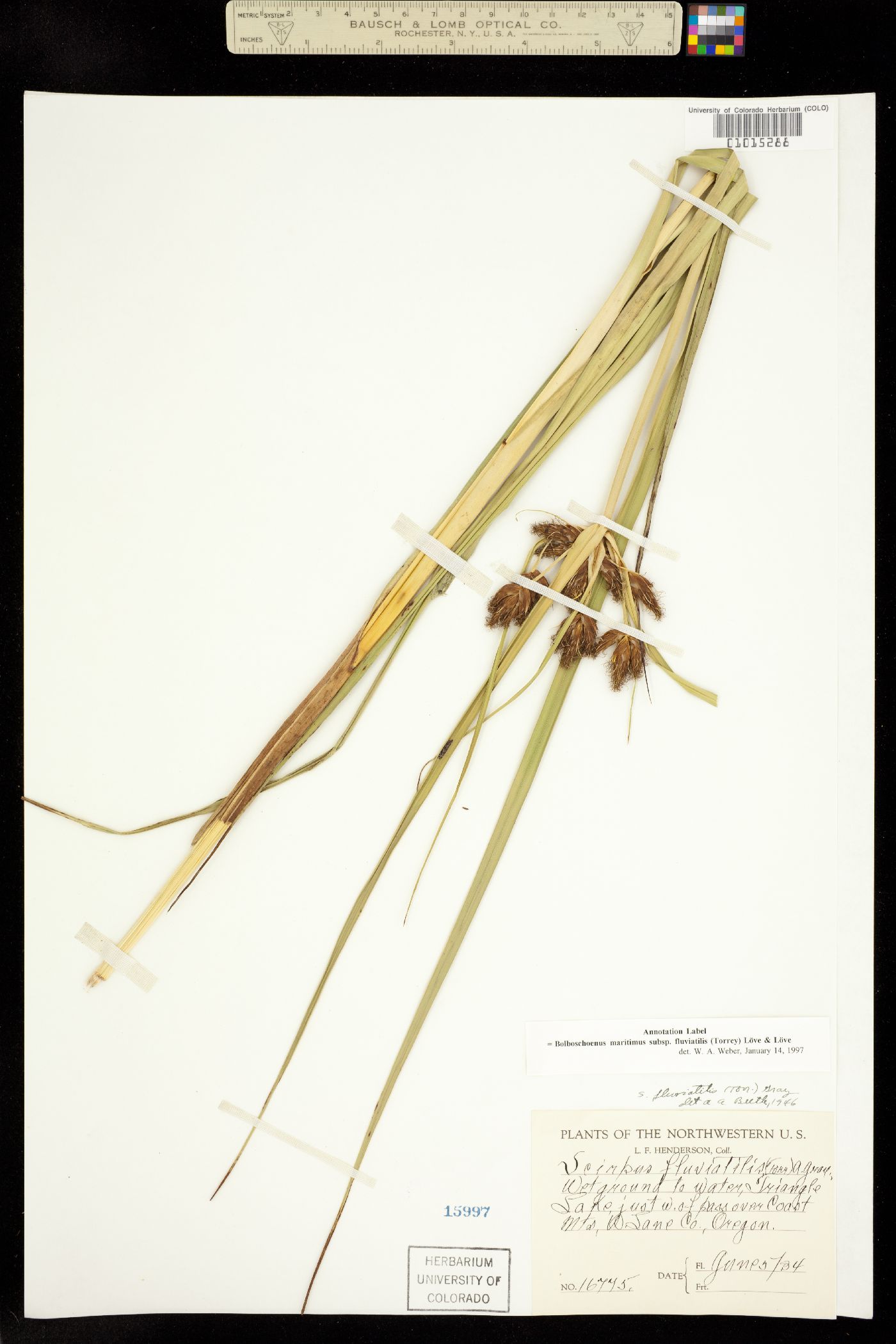 Bolboschoenus fluviatilis image