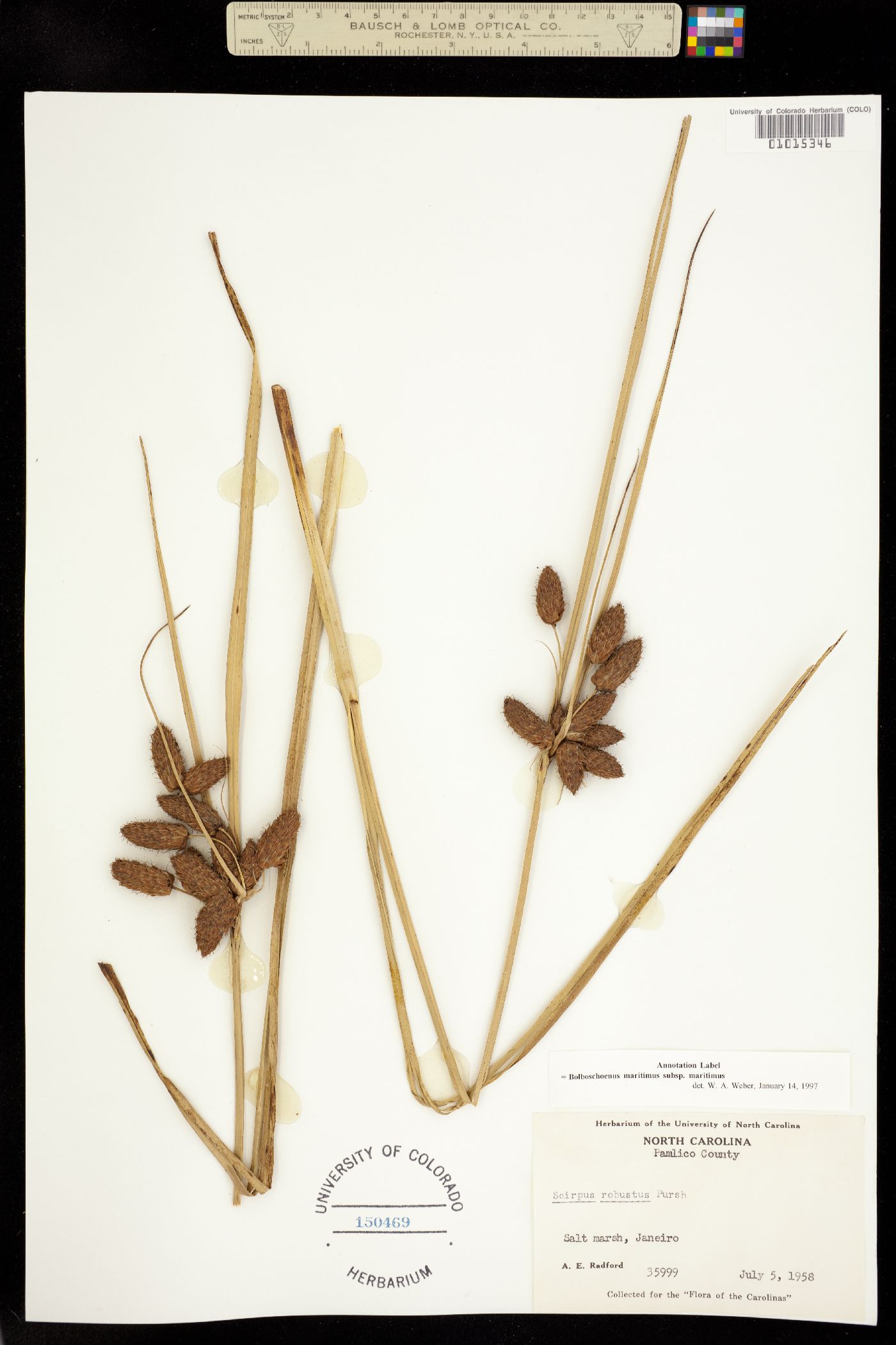 Bolboschoenus maritimus ssp. maritimus image