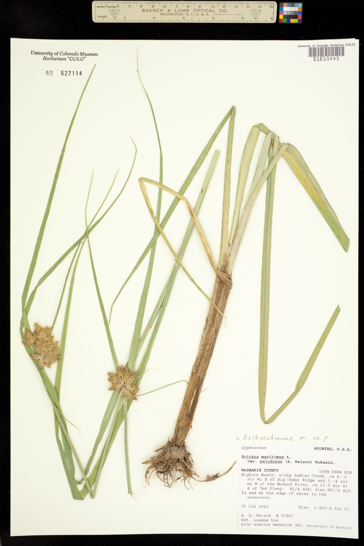 Bolboschoenus maritimus ssp. paludosus image