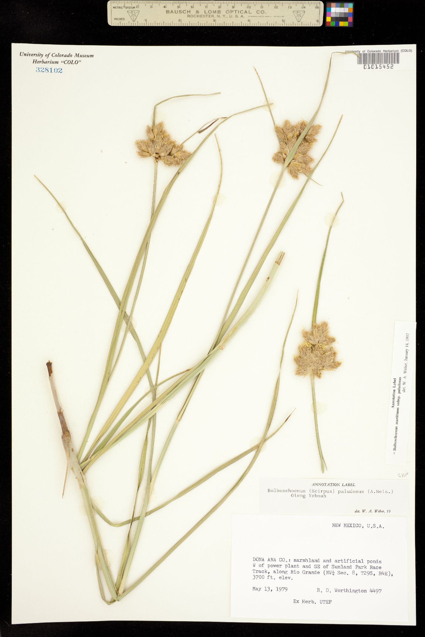 Bolboschoenus maritimus ssp. paludosus image